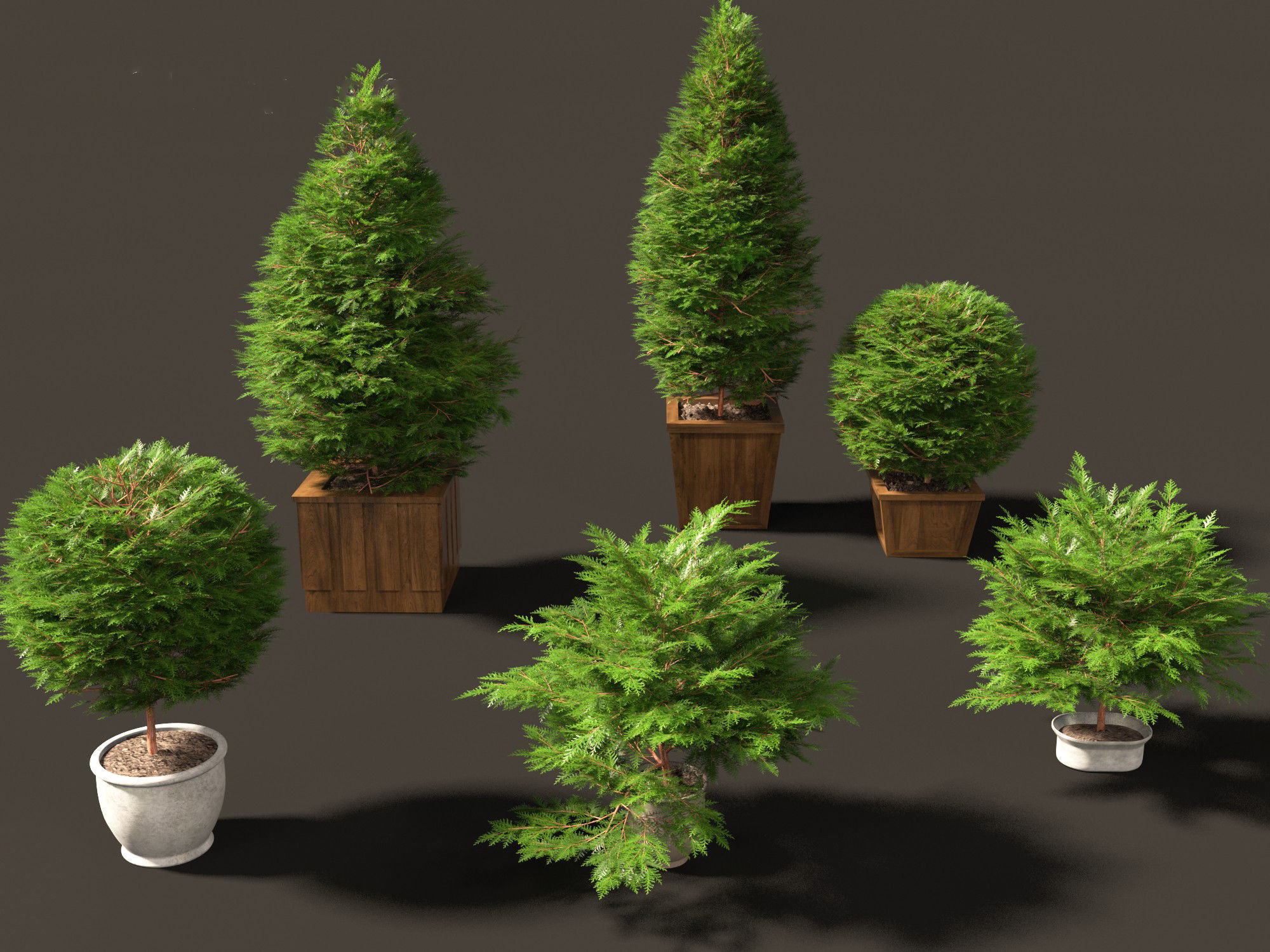 Chamaecyparis obtusa - hinoki cypress 02 3D model_6