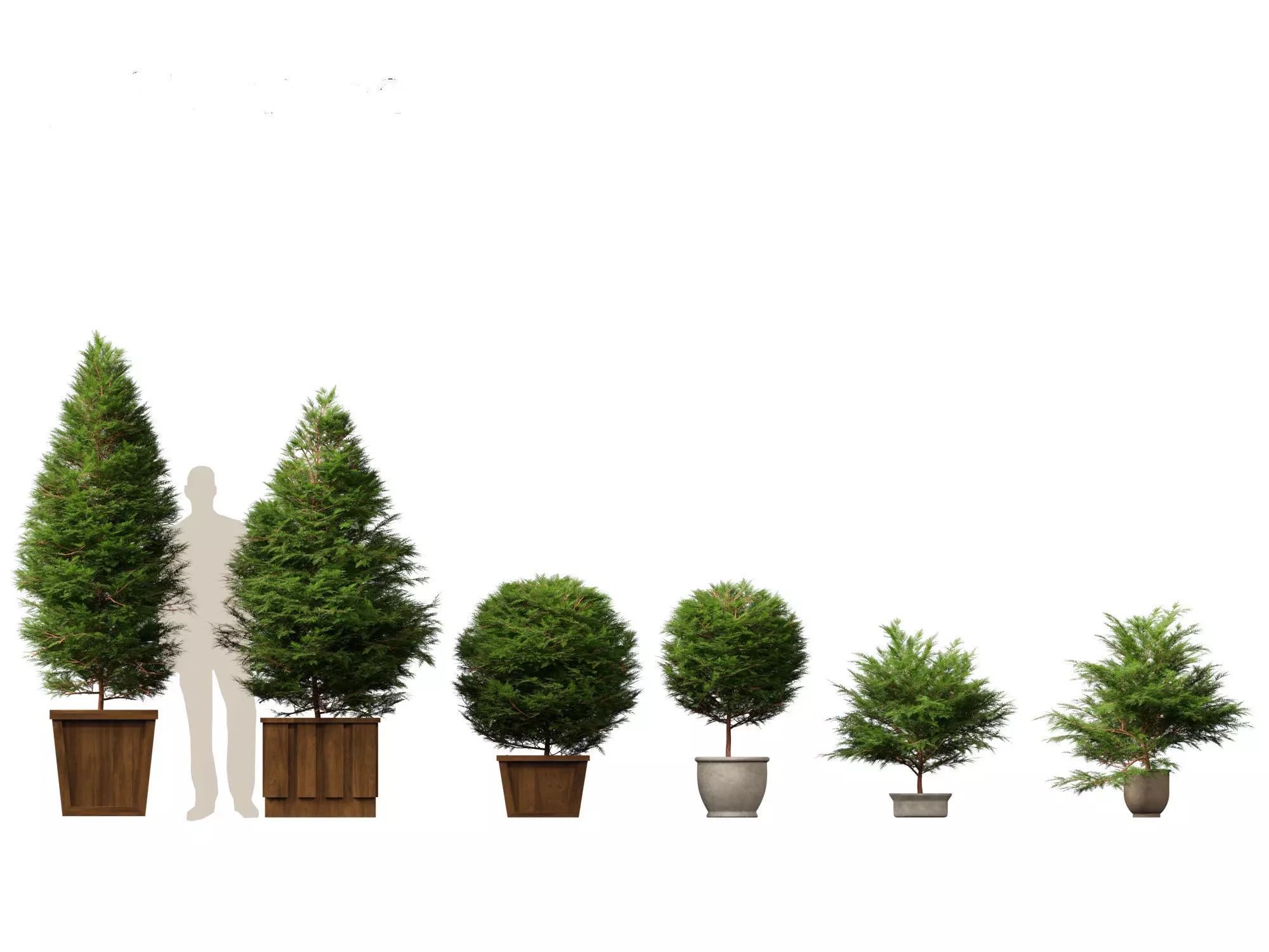 Chamaecyparis obtusa - hinoki cypress 02 3D model_0