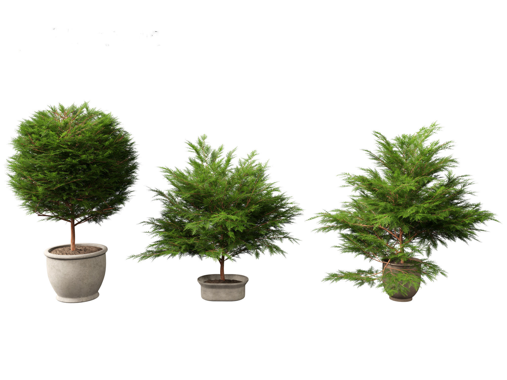 Chamaecyparis obtusa - hinoki cypress 02 3D model_4