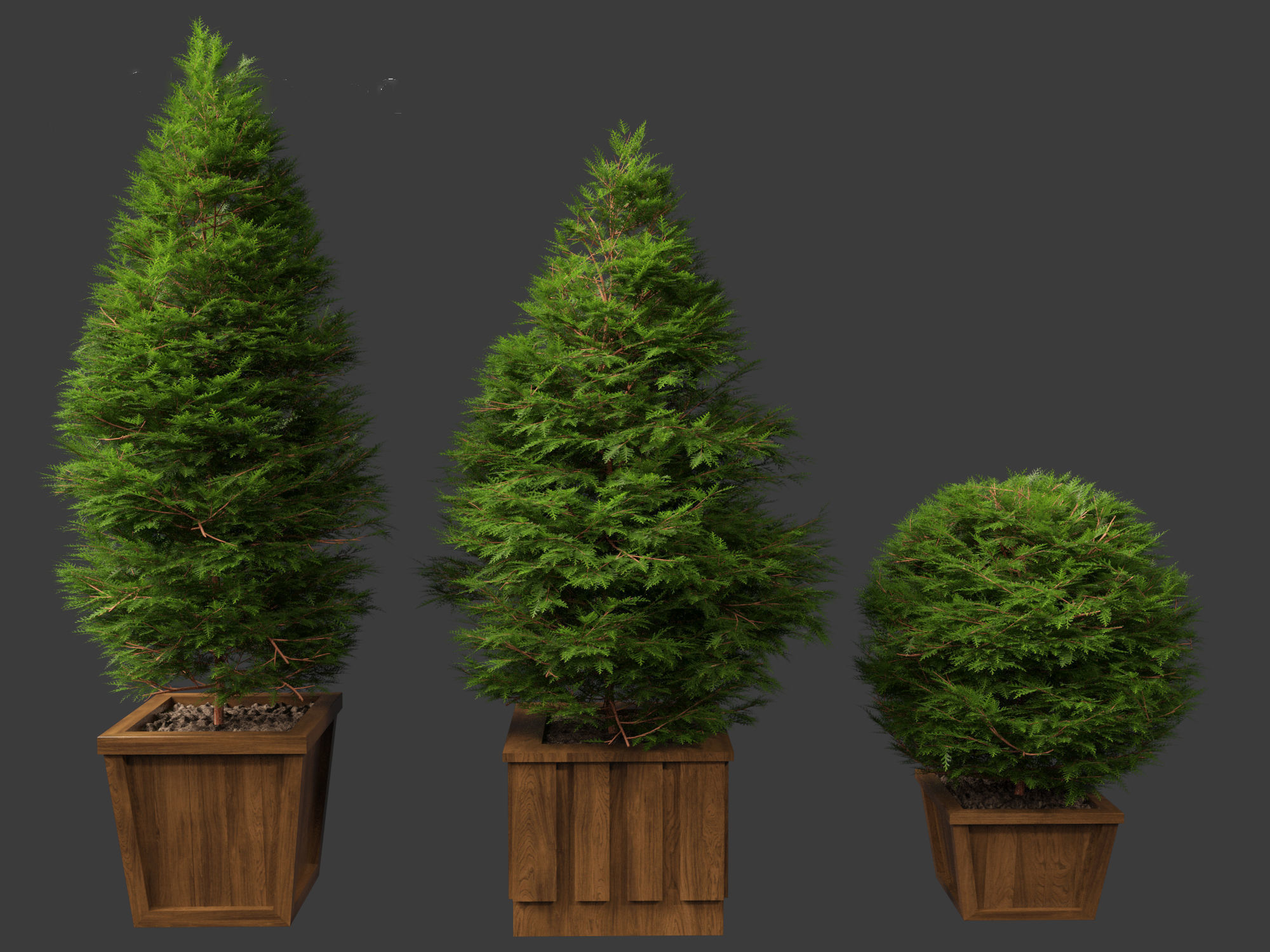 Chamaecyparis obtusa - hinoki cypress 02 3D model_3