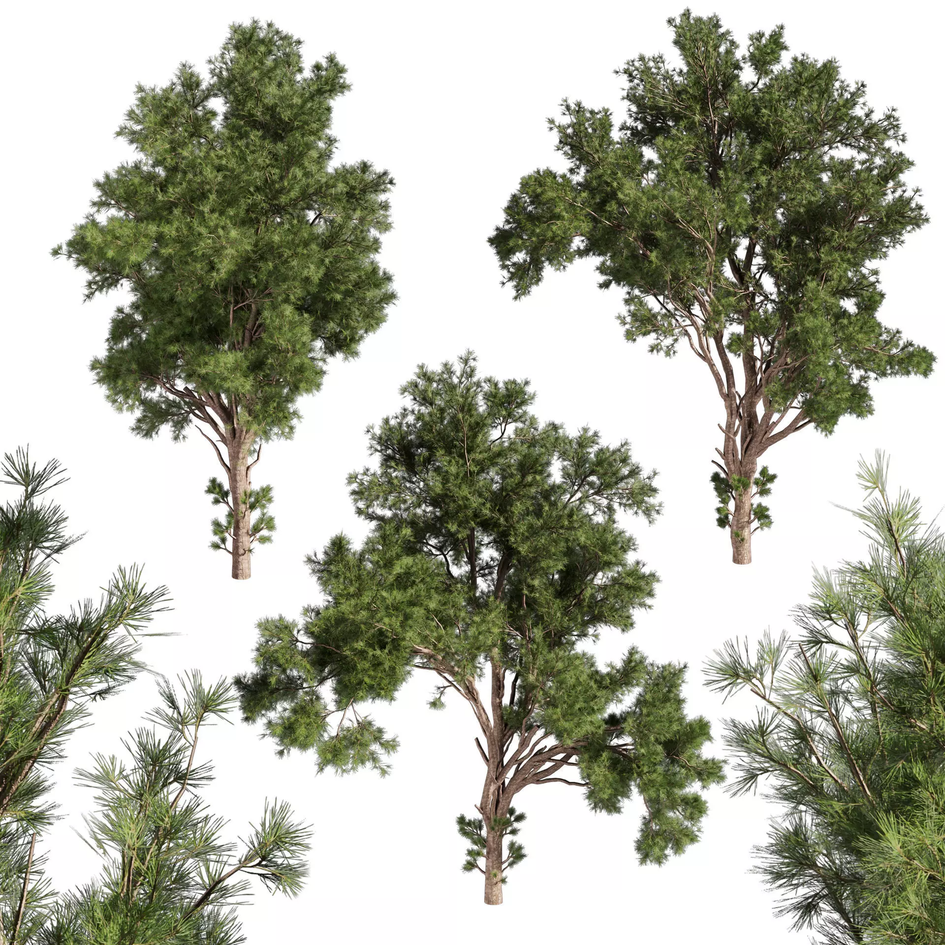 Collection plant vol 549 - tree - pine - Urban environment 3D model