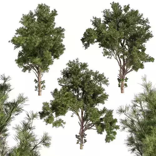 Collection plant vol 549 - tree - pine - Urban environment 