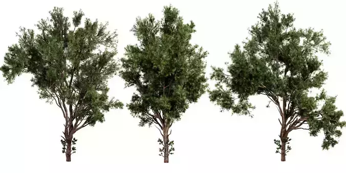 Collection plant vol 549 - blender model 