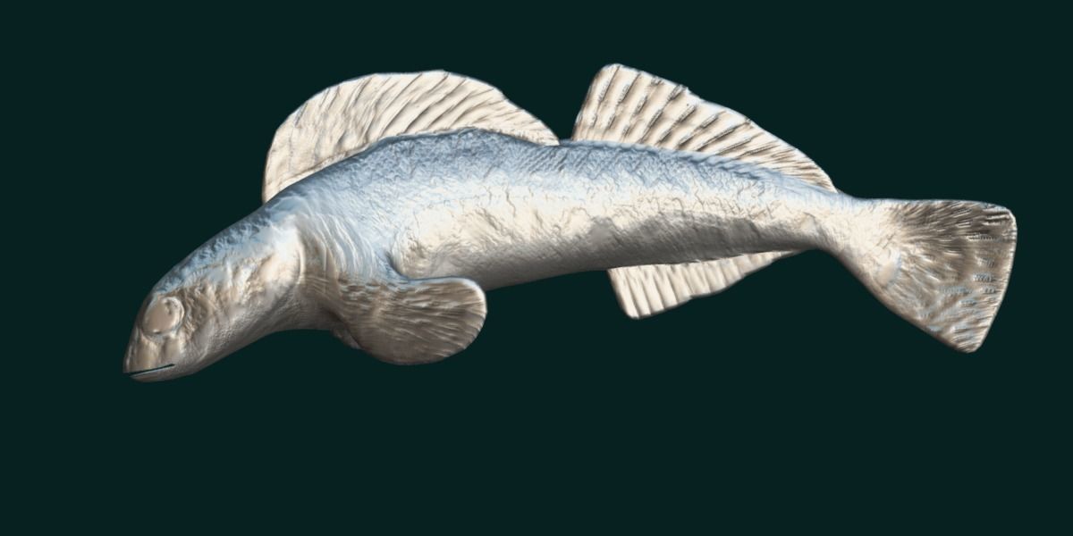 Roanoke logperch Fish Low-poly 3D model_8