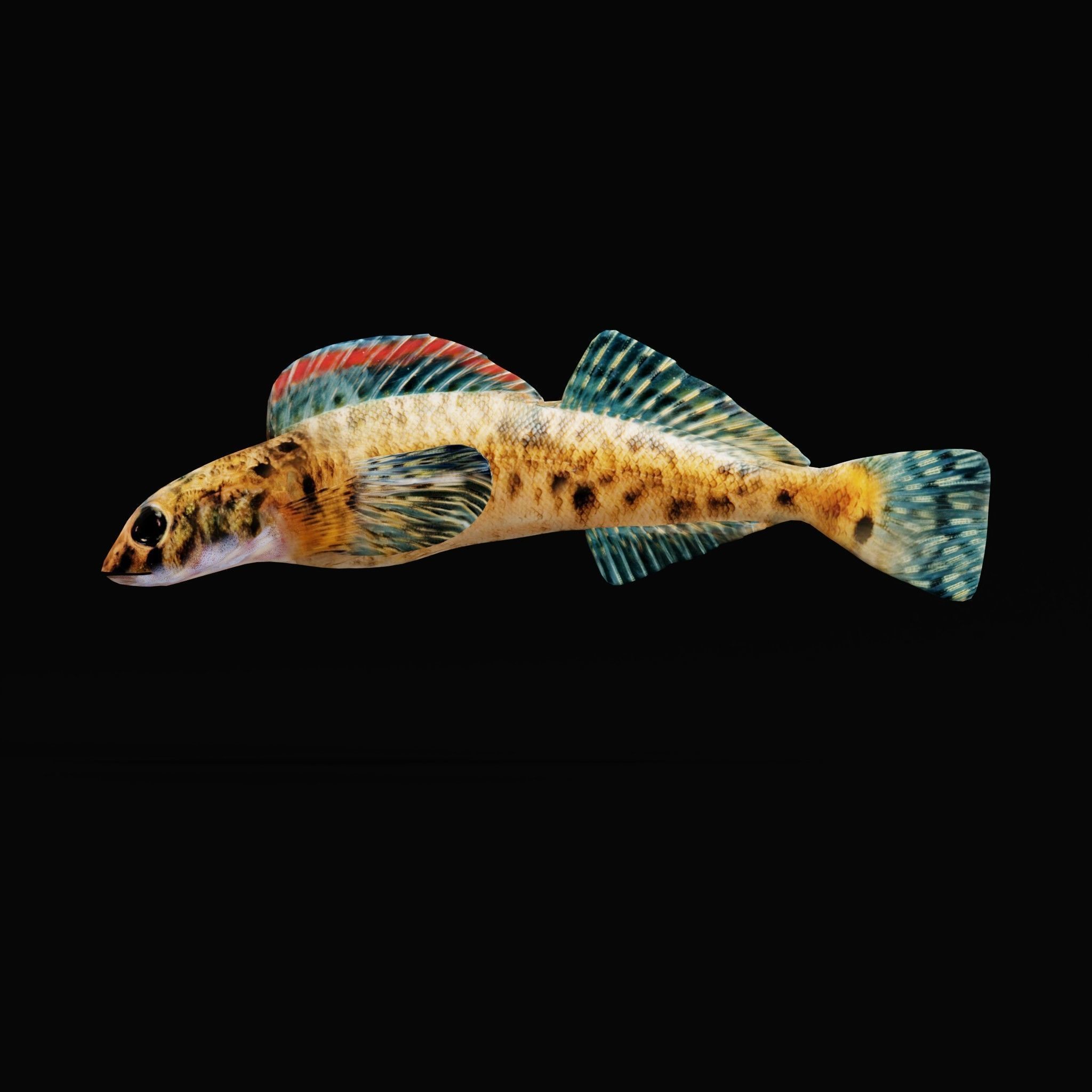 Roanoke logperch Fish Low-poly 3D model_23