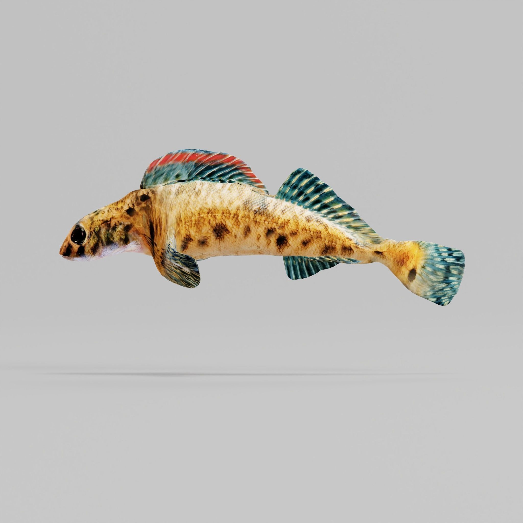 Roanoke logperch Fish Low-poly 3D model_5