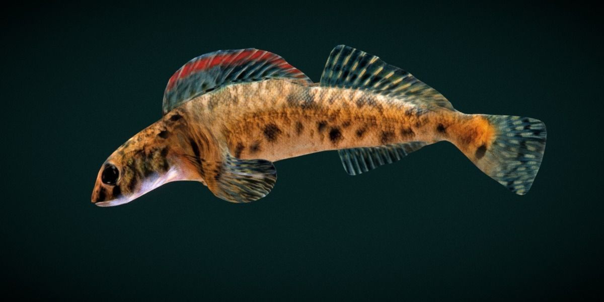 Roanoke logperch Fish Low-poly 3D model_22