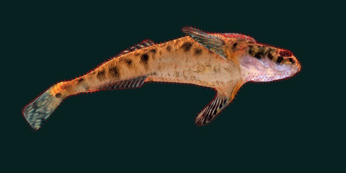 Roanoke logperch Fish Low-poly 3D model_11