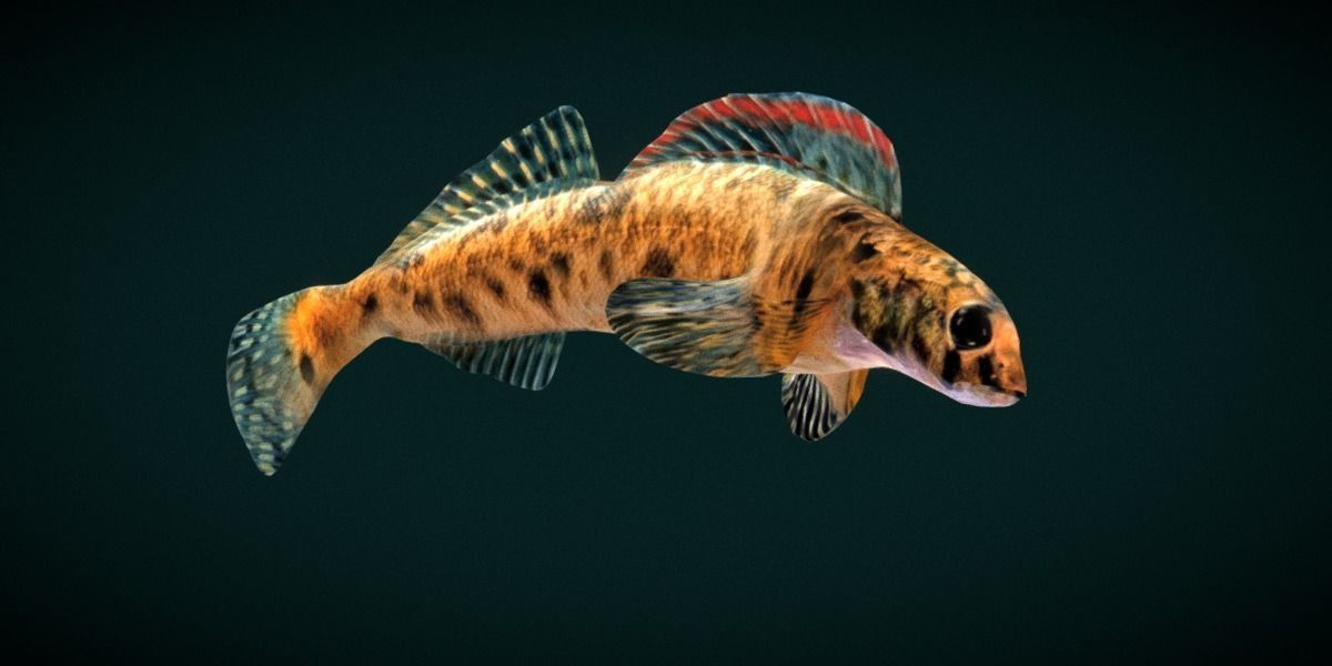 Roanoke logperch Fish Low-poly 3D model_14