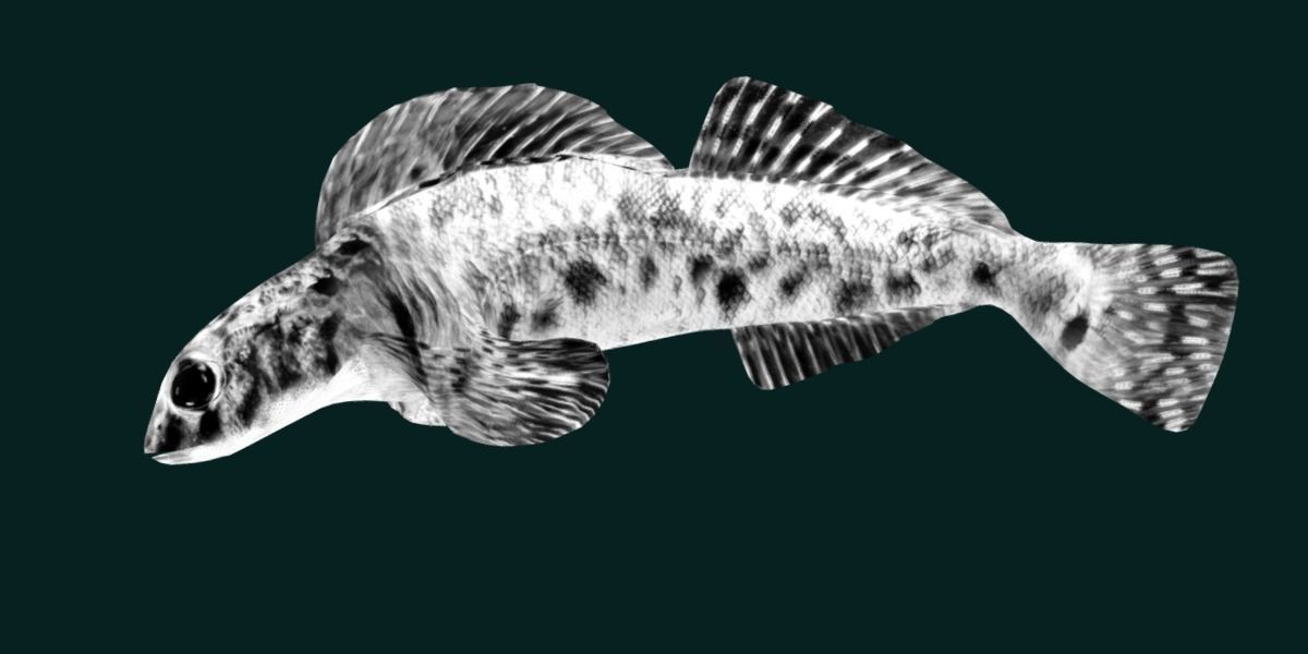 Roanoke logperch Fish Low-poly 3D model_19