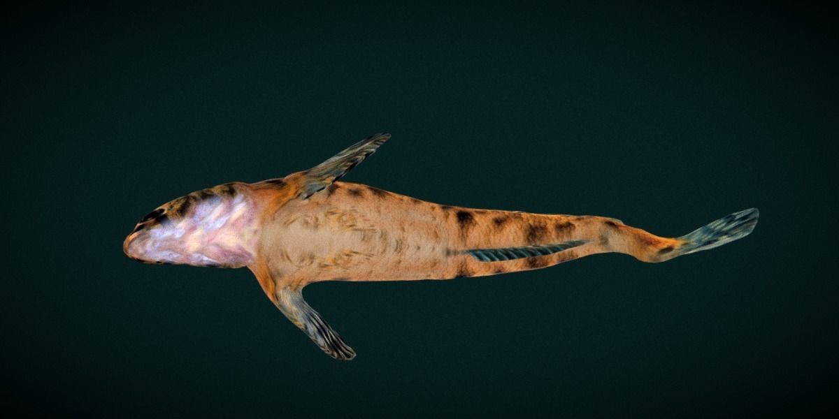 Roanoke logperch Fish Low-poly 3D model_6