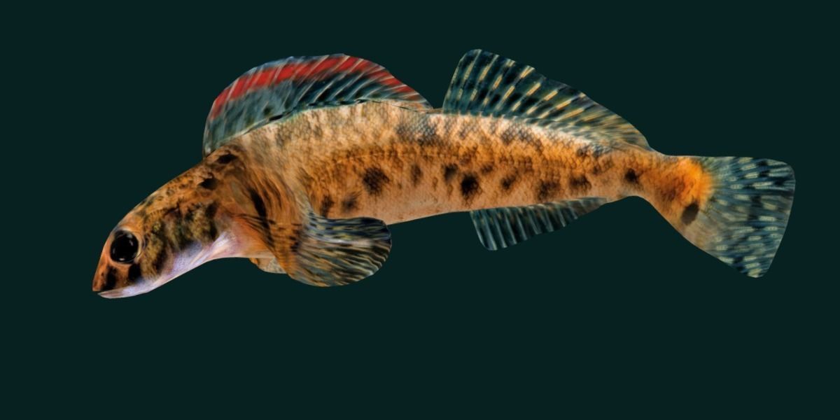 Roanoke logperch Fish Low-poly 3D model_17