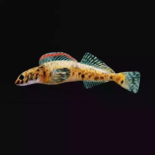 Roanoke logperch Fish Low-poly 3D model