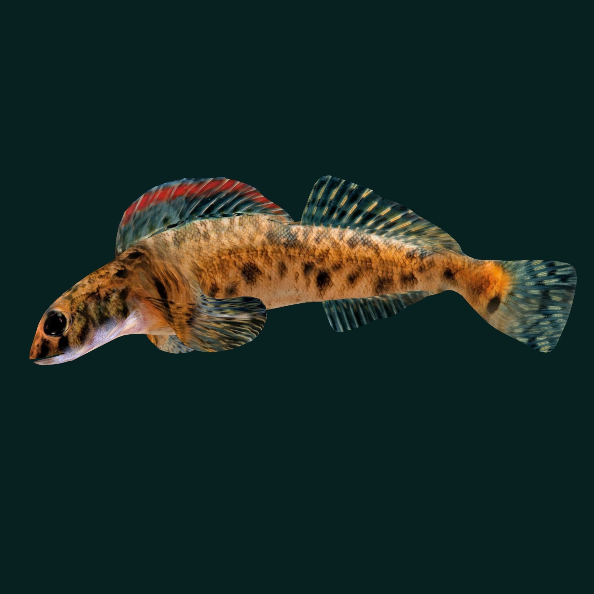 Roanoke logperch Fish Low-poly 3D model_13
