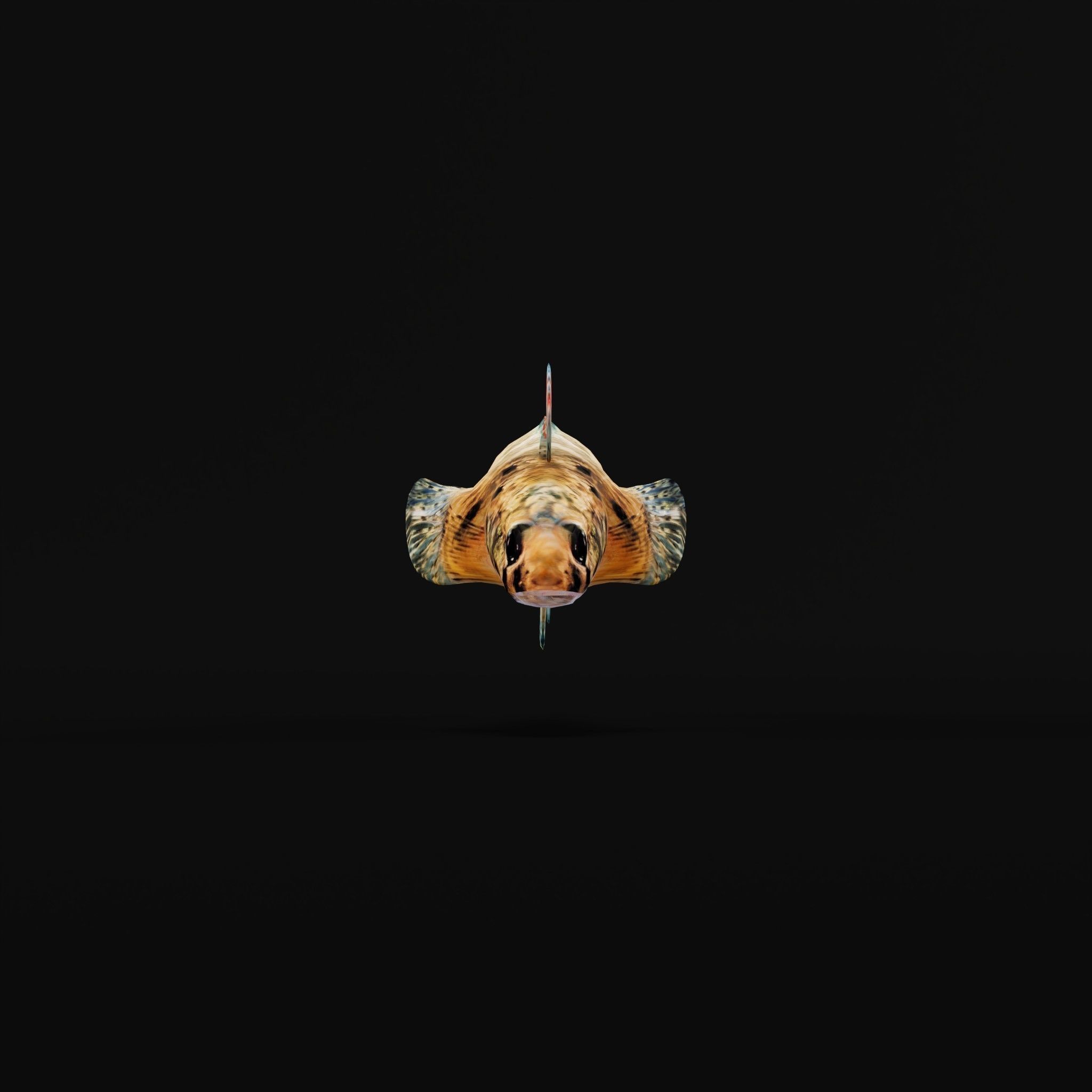 Roanoke logperch Fish Low-poly 3D model_3