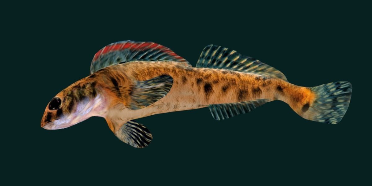 Roanoke logperch Fish Low-poly 3D model_20