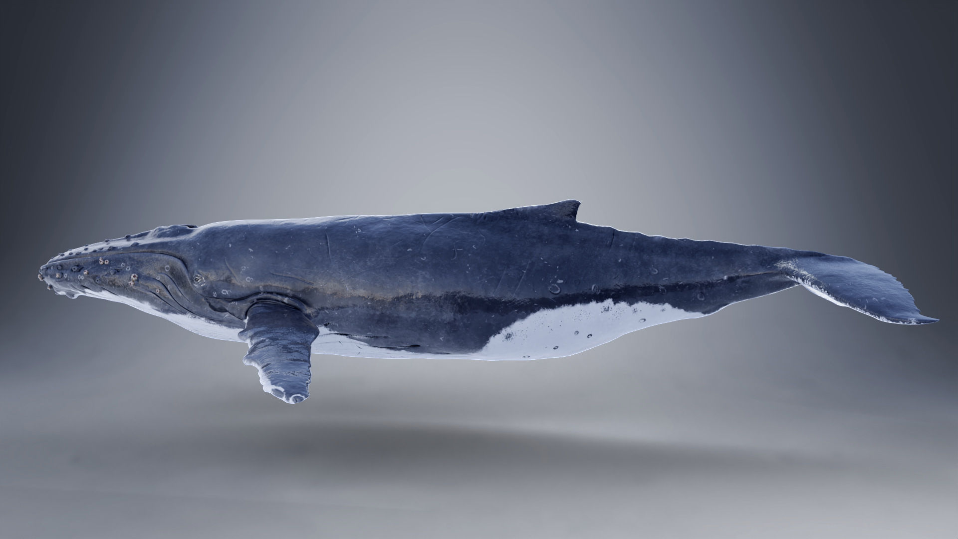 Humpback Whale VFX Grace 3D model_8