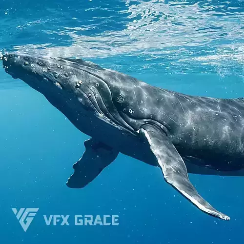 Humpback Whale VFX Grace 3D model