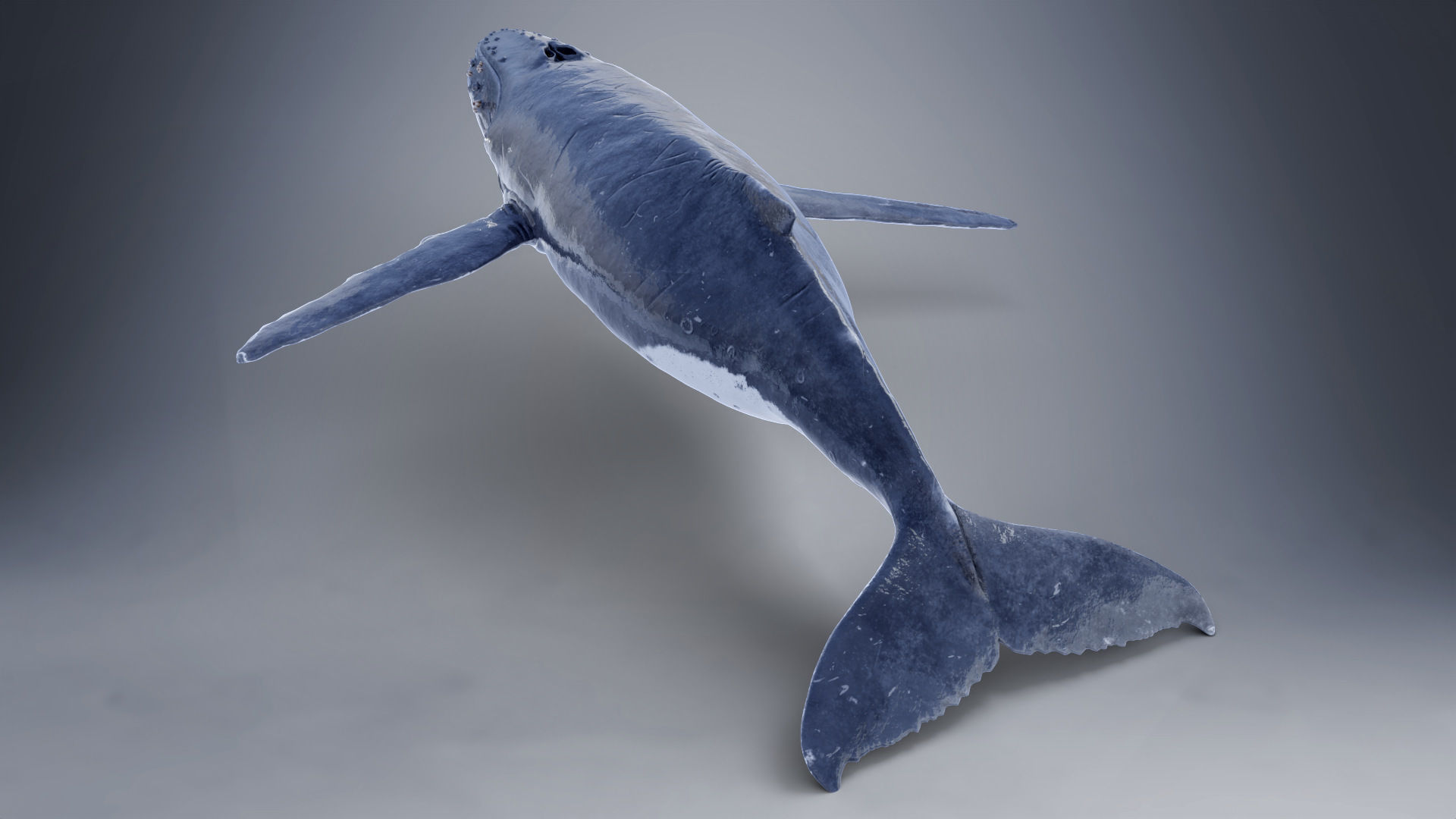 Humpback Whale VFX Grace 3D model_11