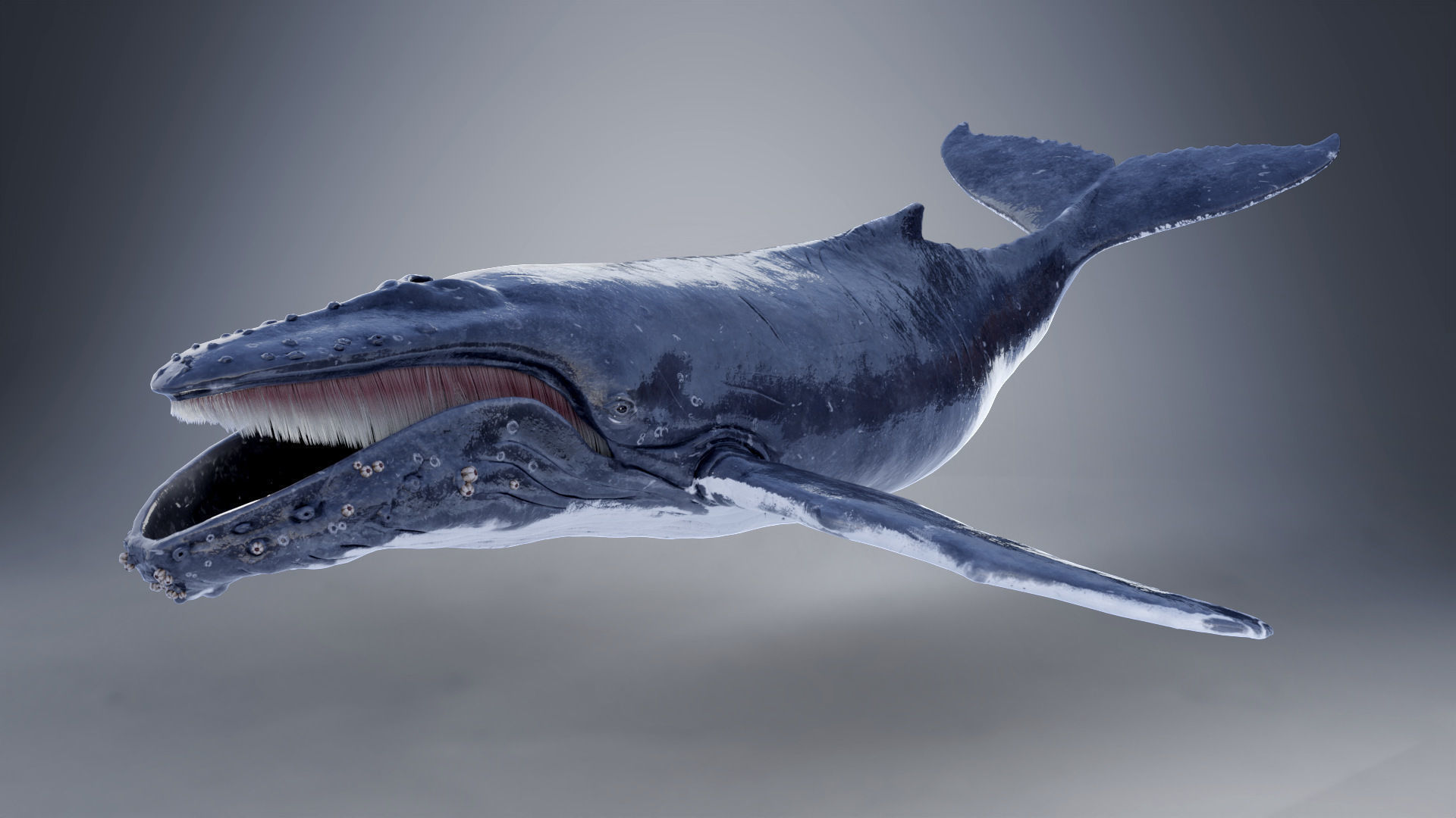 Humpback Whale VFX Grace 3D model_14