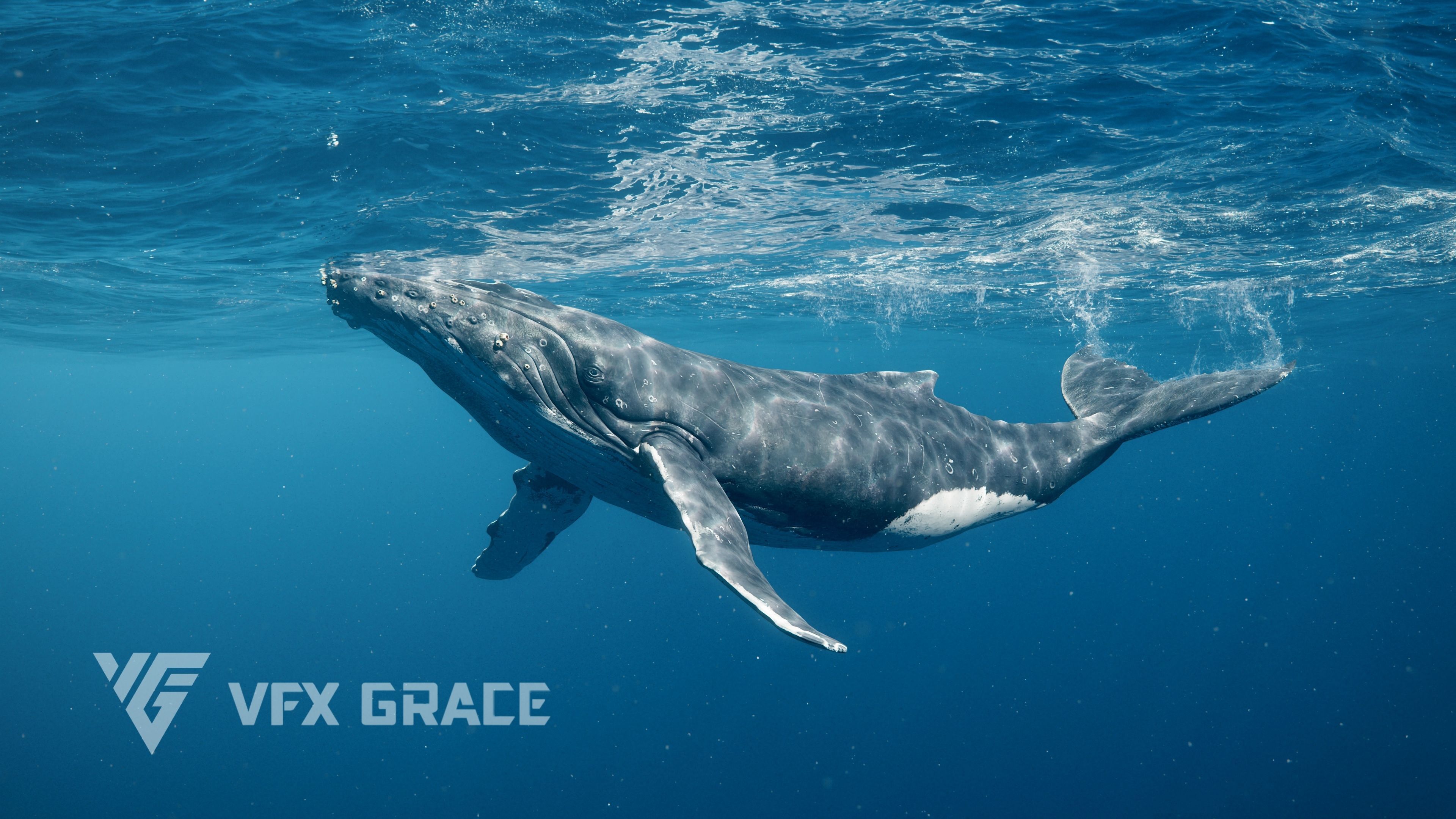 Humpback Whale VFX Grace 3D model_4