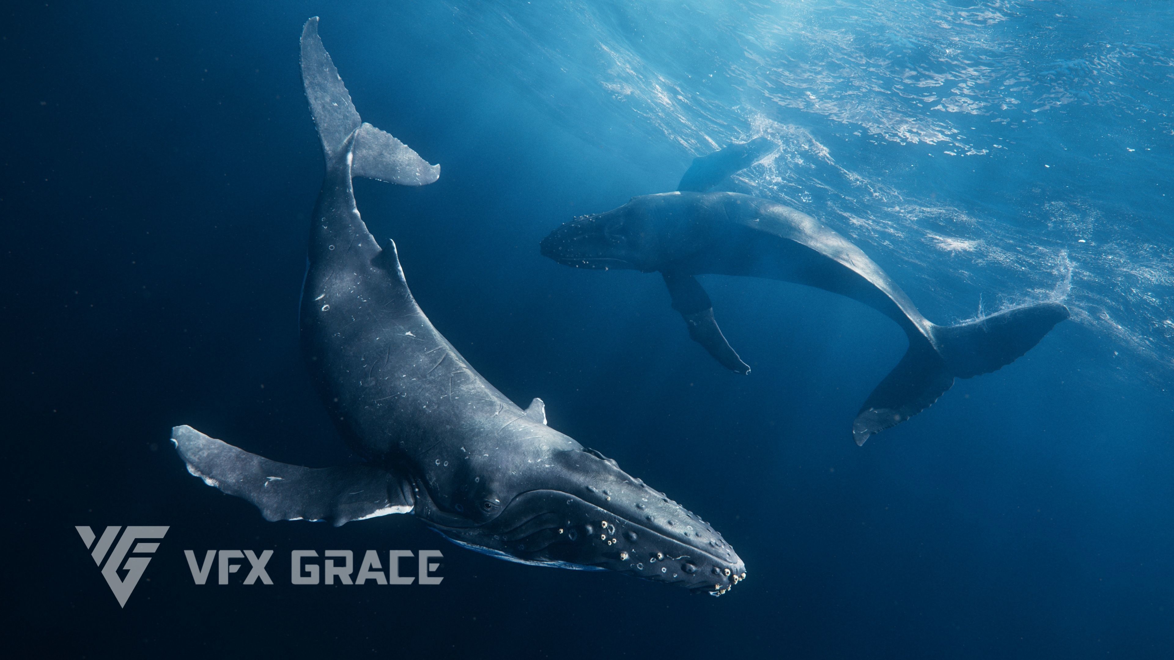 Humpback Whale VFX Grace 3D model_6