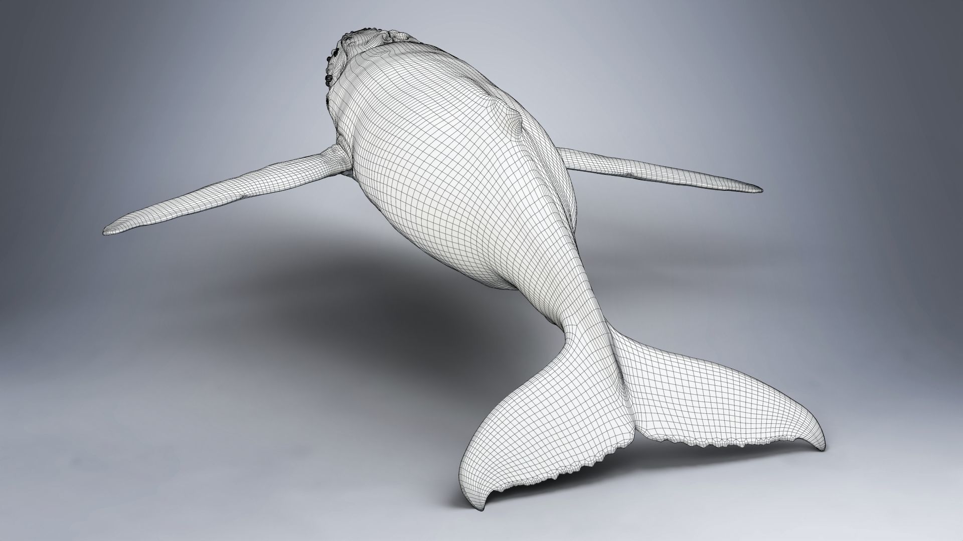 Humpback Whale VFX Grace 3D model_25