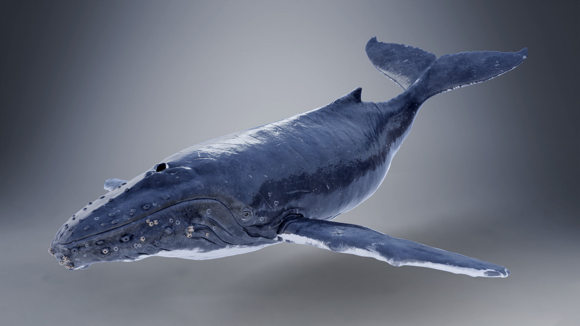 Humpback Whale VFX Grace 3D model_9
