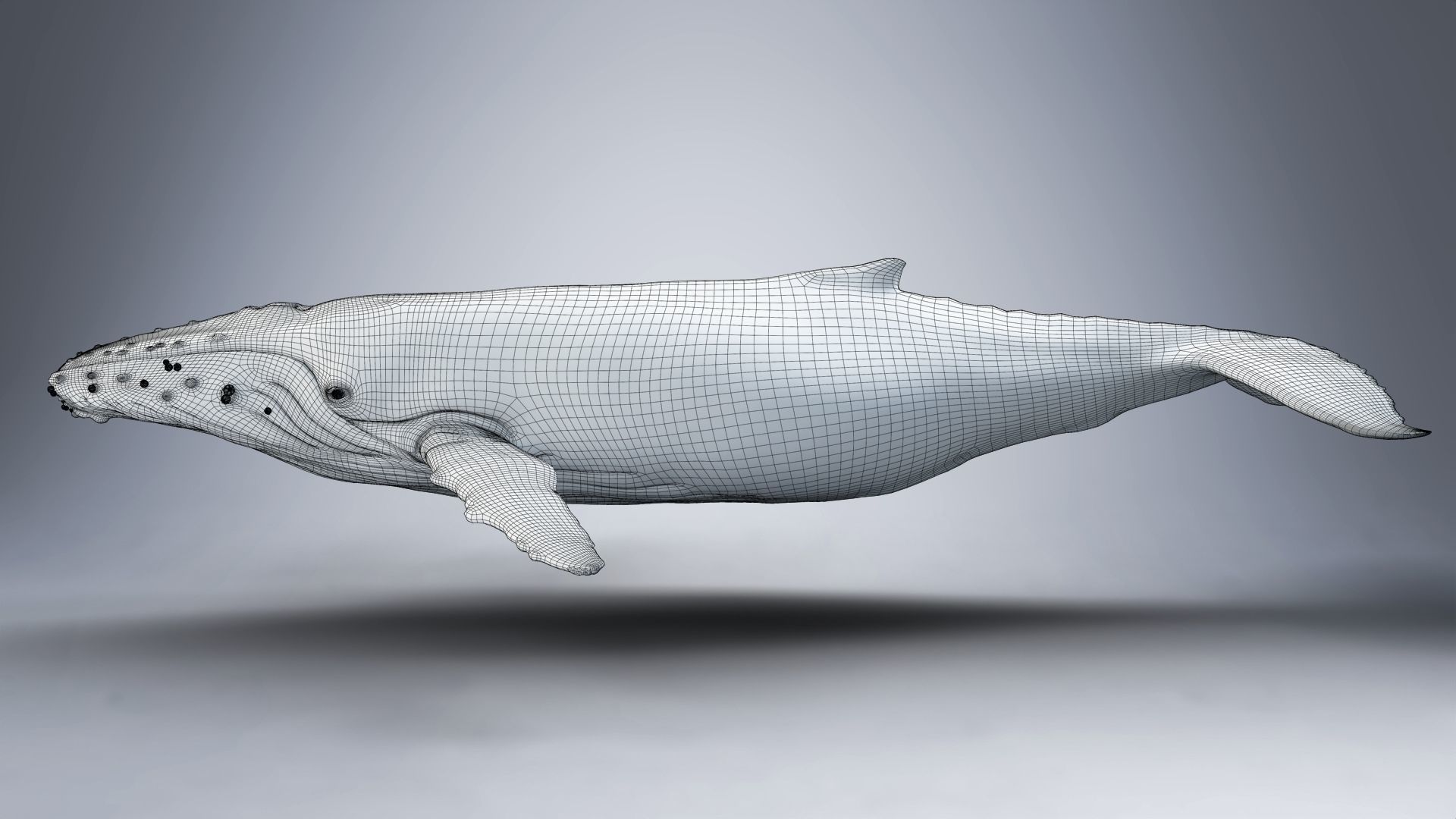 Humpback Whale VFX Grace 3D model_22