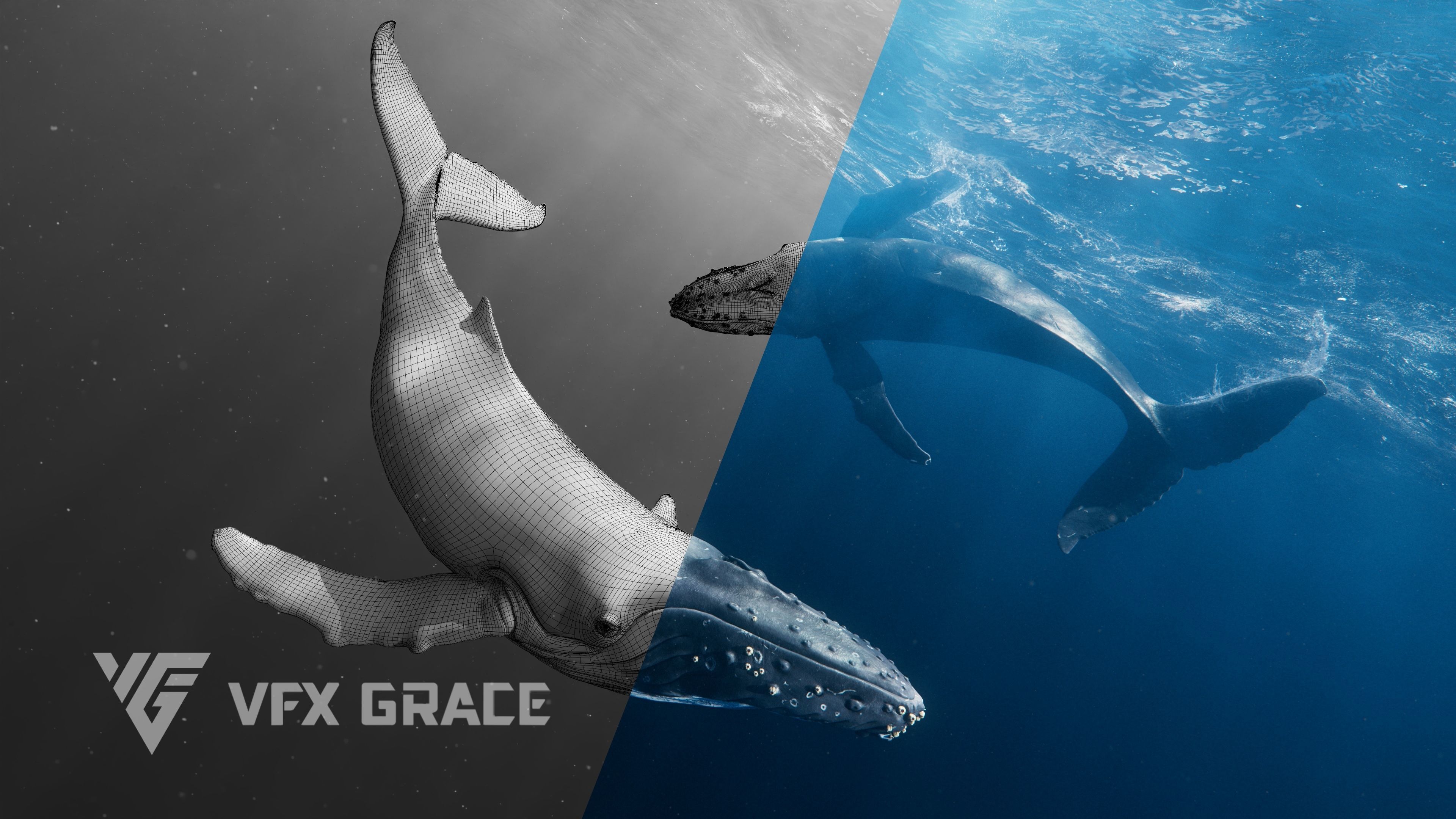 Humpback Whale VFX Grace 3D model_7