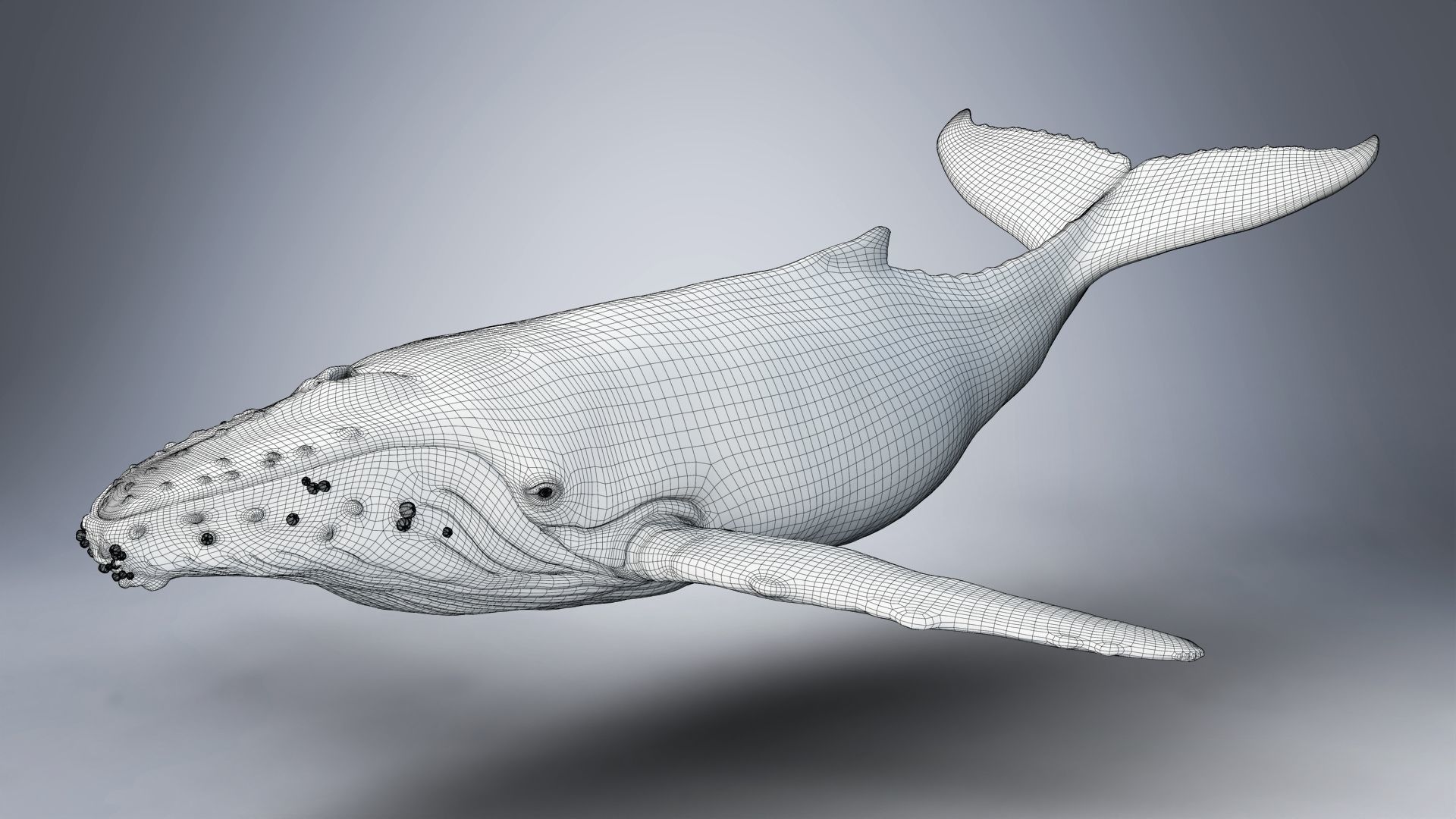 Humpback Whale VFX Grace 3D model_23