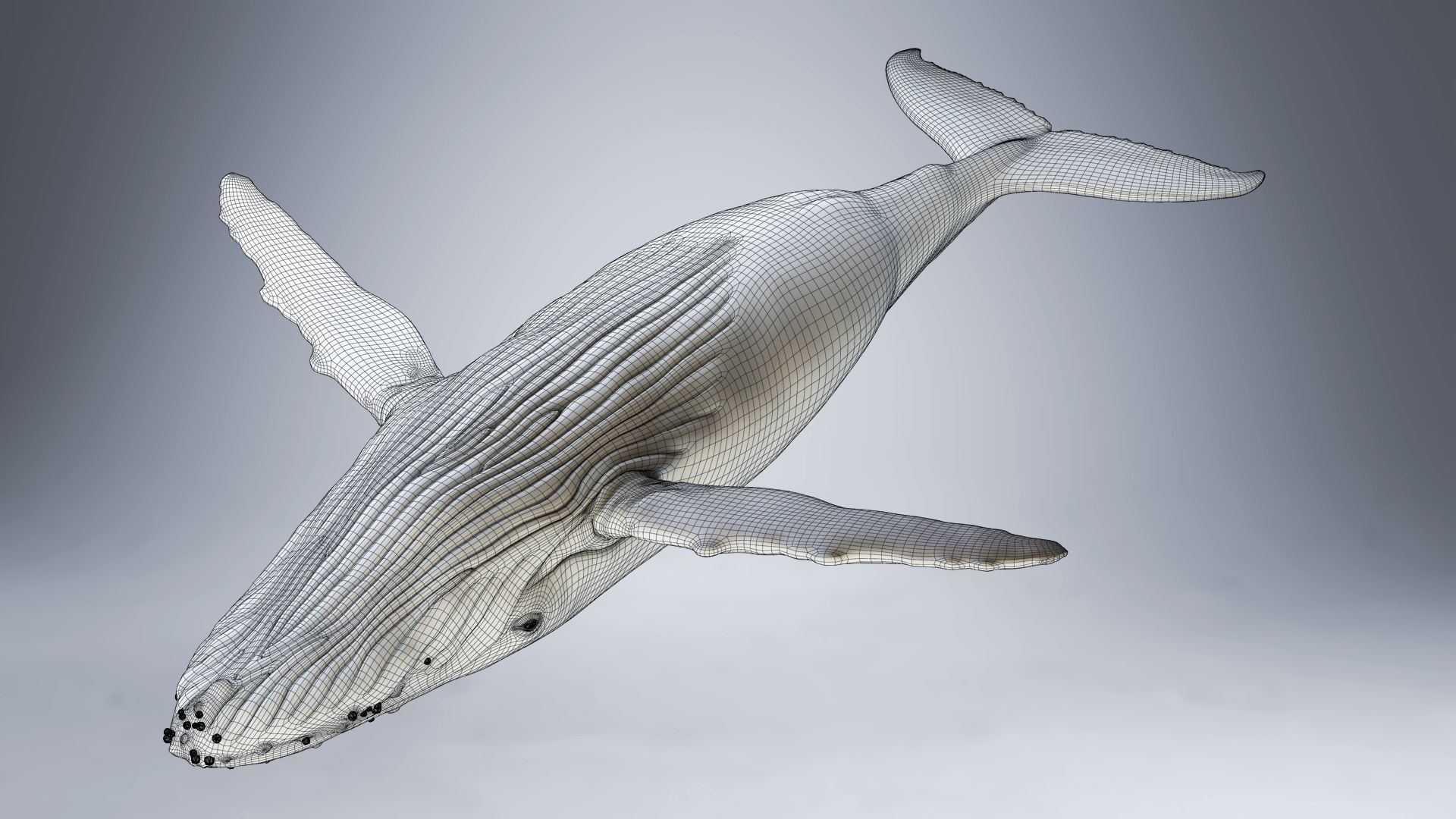 Humpback Whale VFX Grace 3D model_24