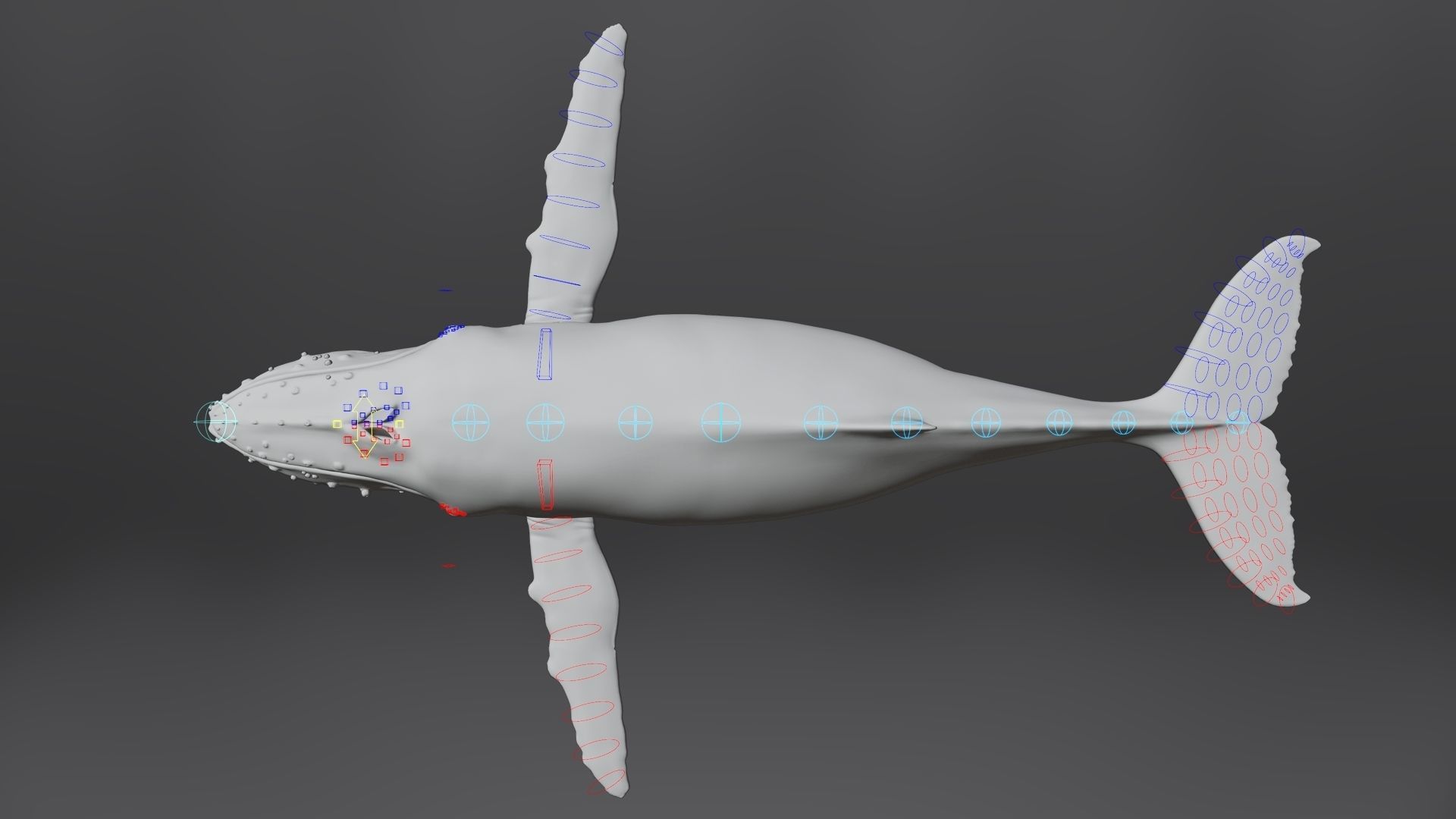 Humpback Whale VFX Grace 3D model_16