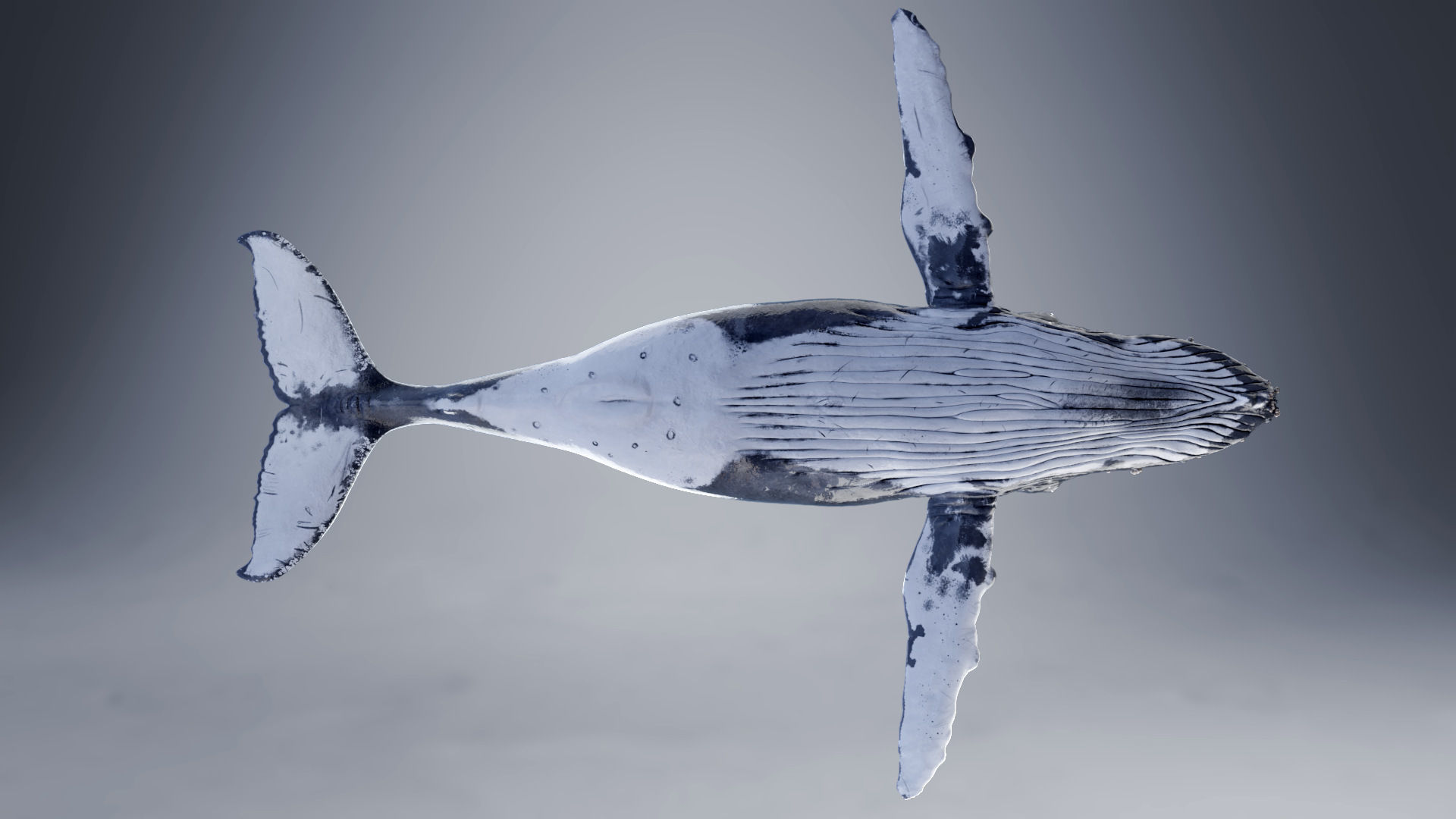 Humpback Whale VFX Grace 3D model_13