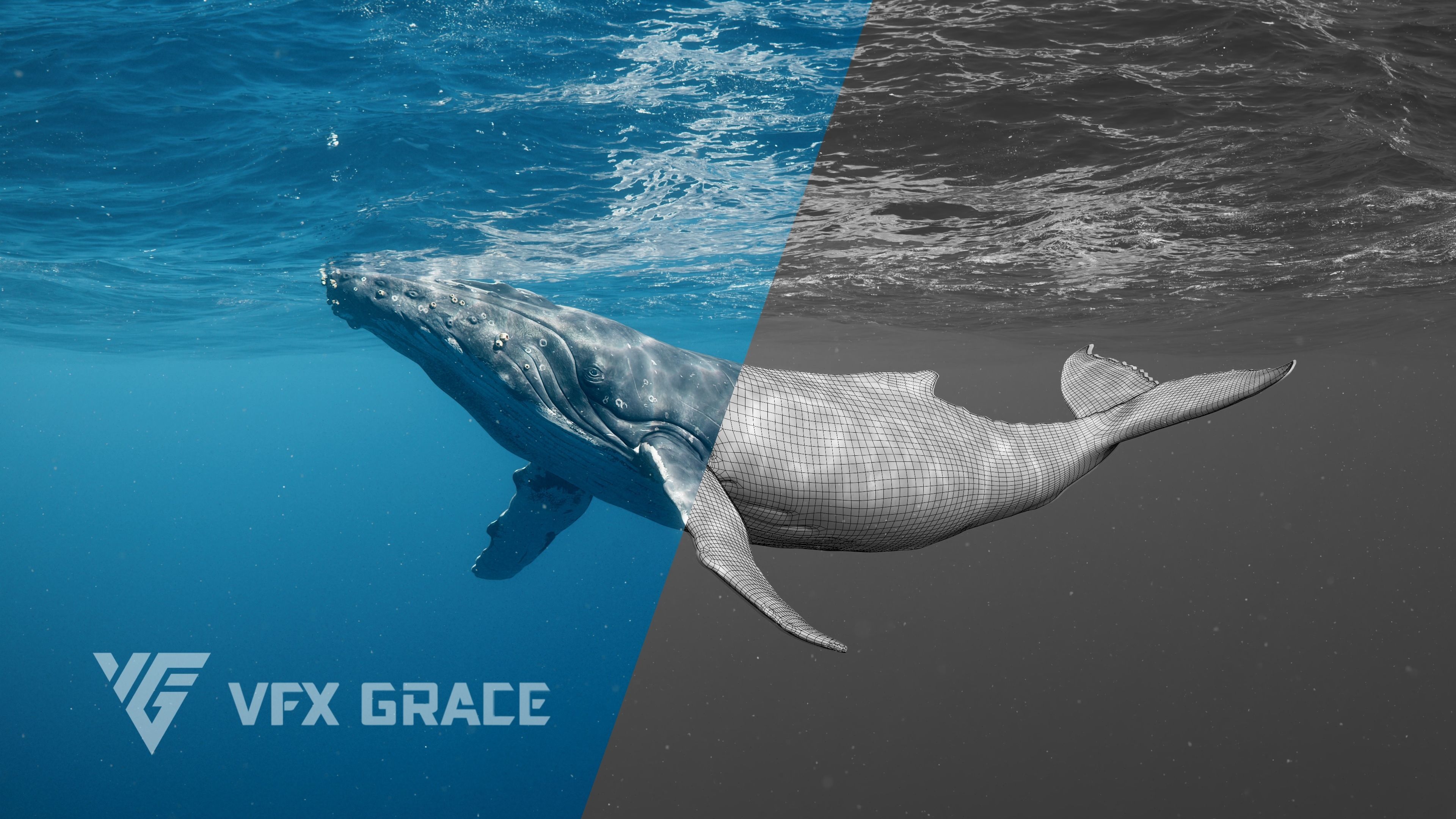 Humpback Whale VFX Grace 3D model_5