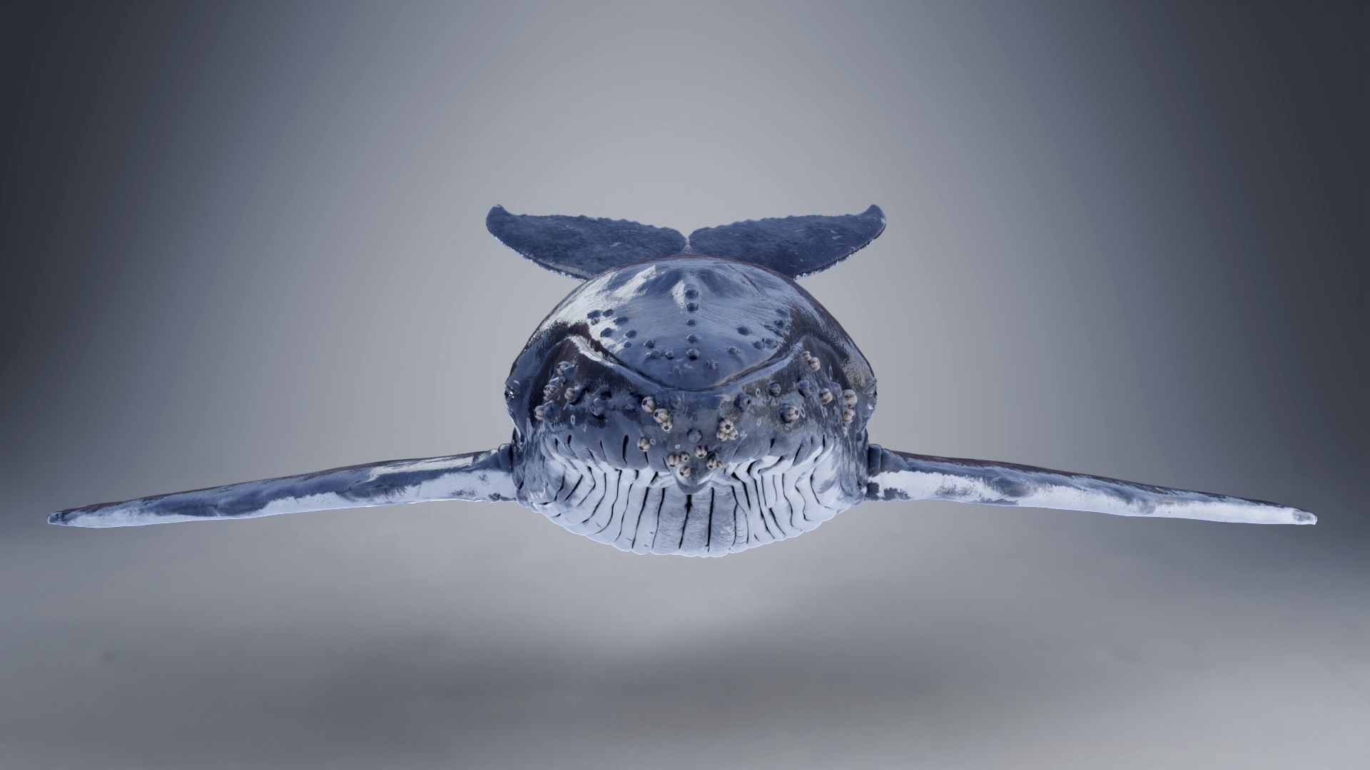 Humpback Whale VFX Grace 3D model_10