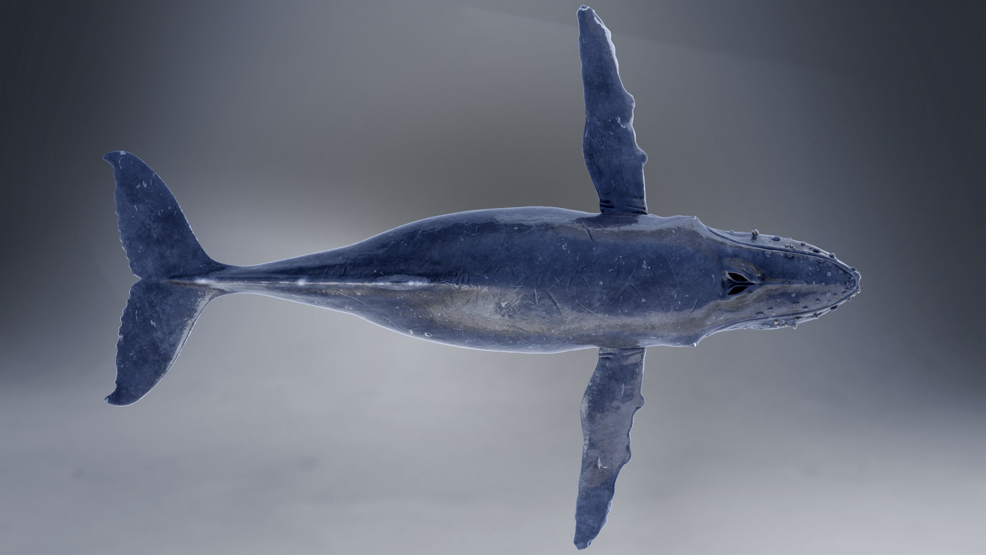 Humpback Whale VFX Grace 3D model_12