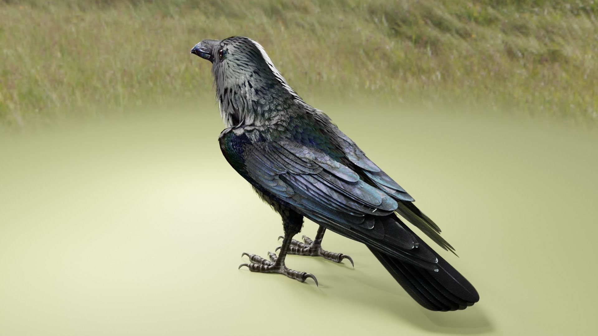 RAVEN - Blender 3D model_11