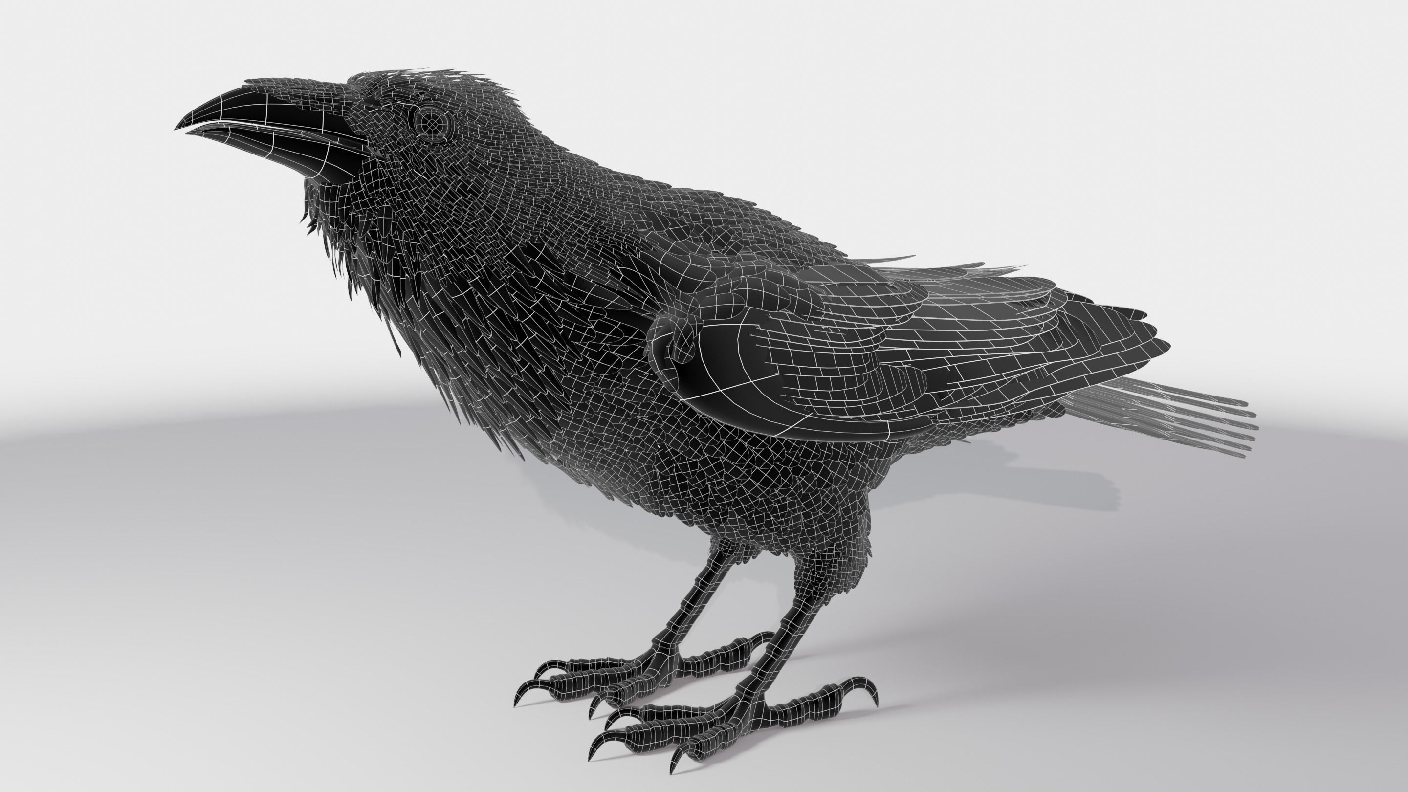 RAVEN - Blender 3D model_24