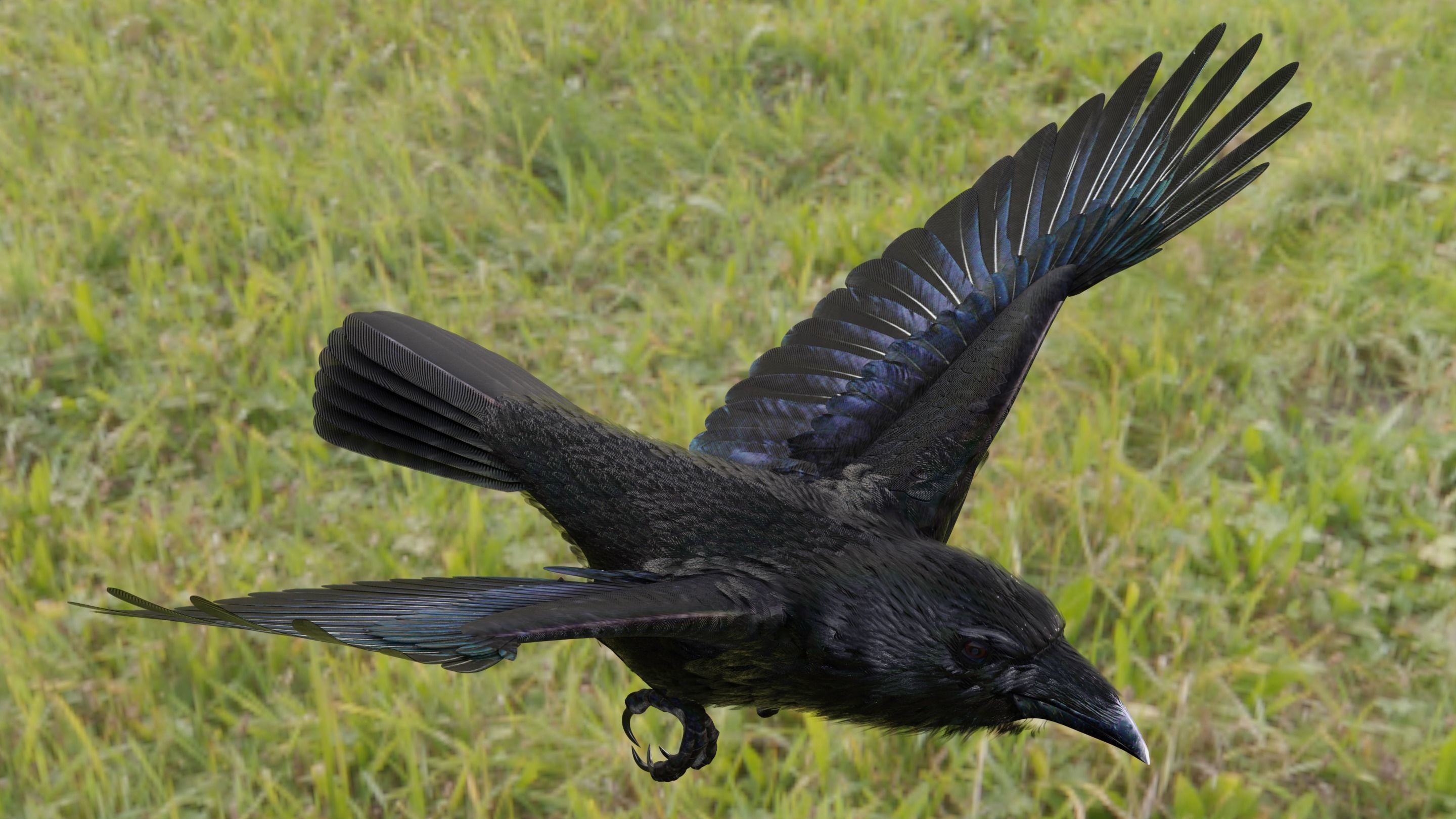 RAVEN - Blender 3D model_56