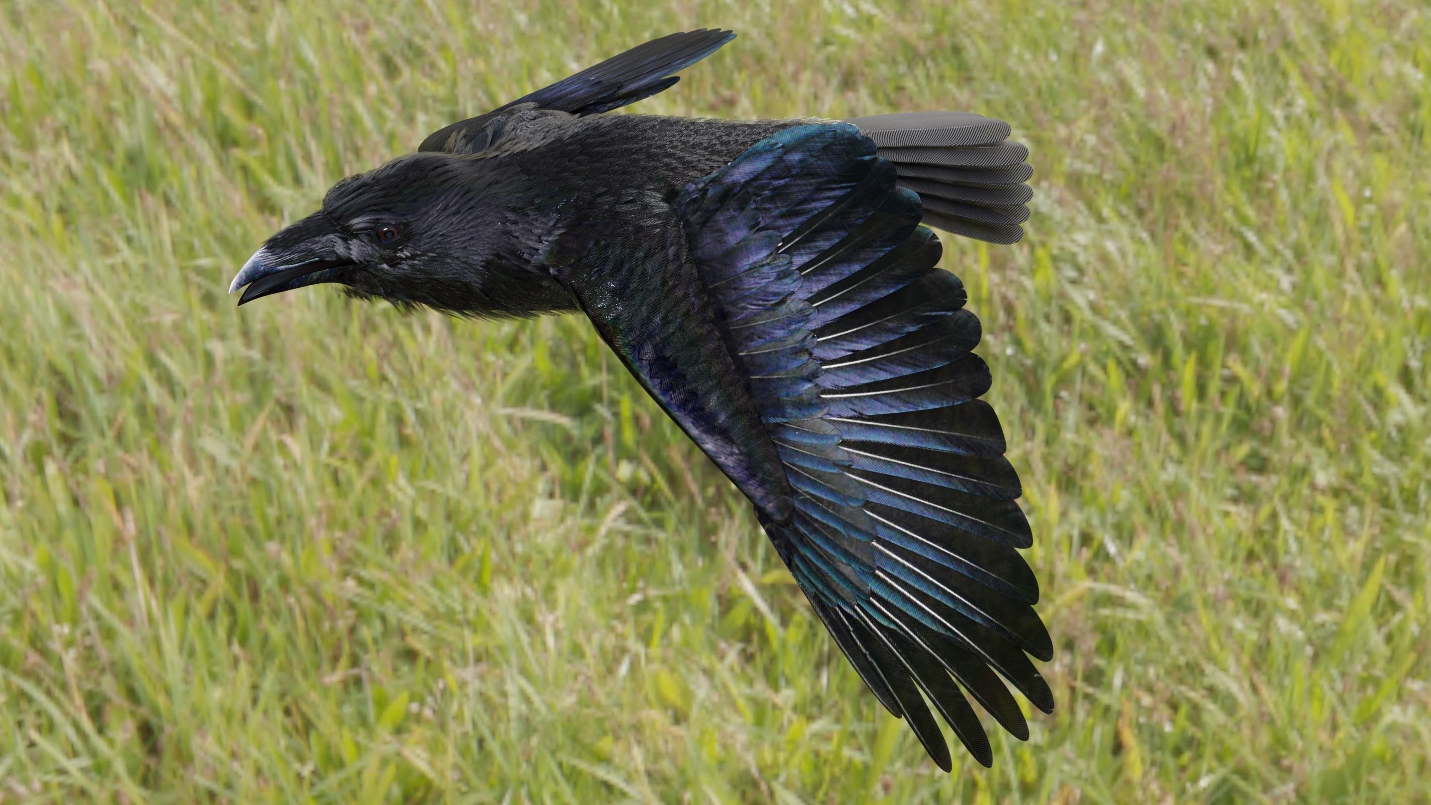 RAVEN - Blender 3D model_48