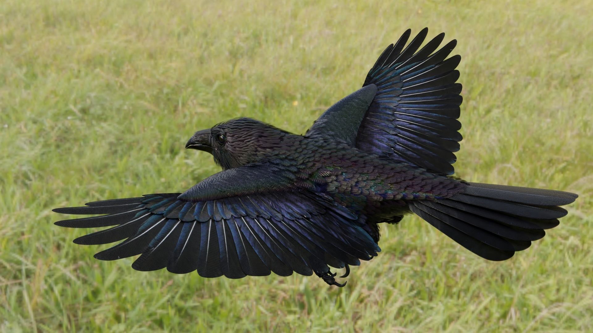 RAVEN - Blender 3D model_14