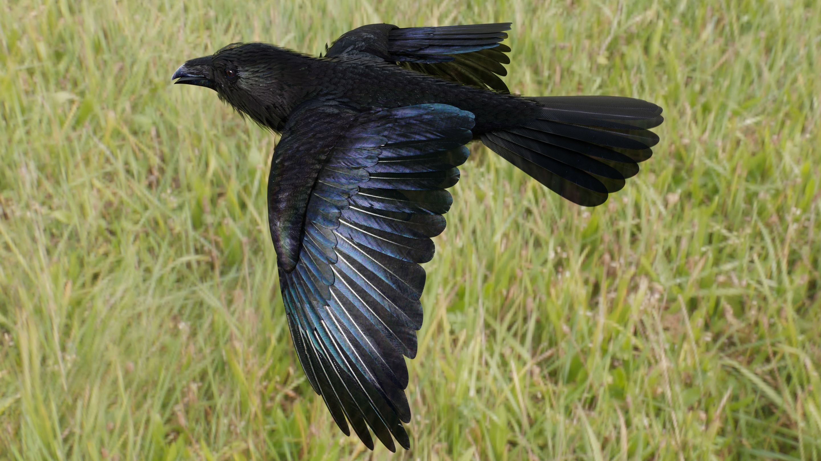 RAVEN - Blender 3D model_36