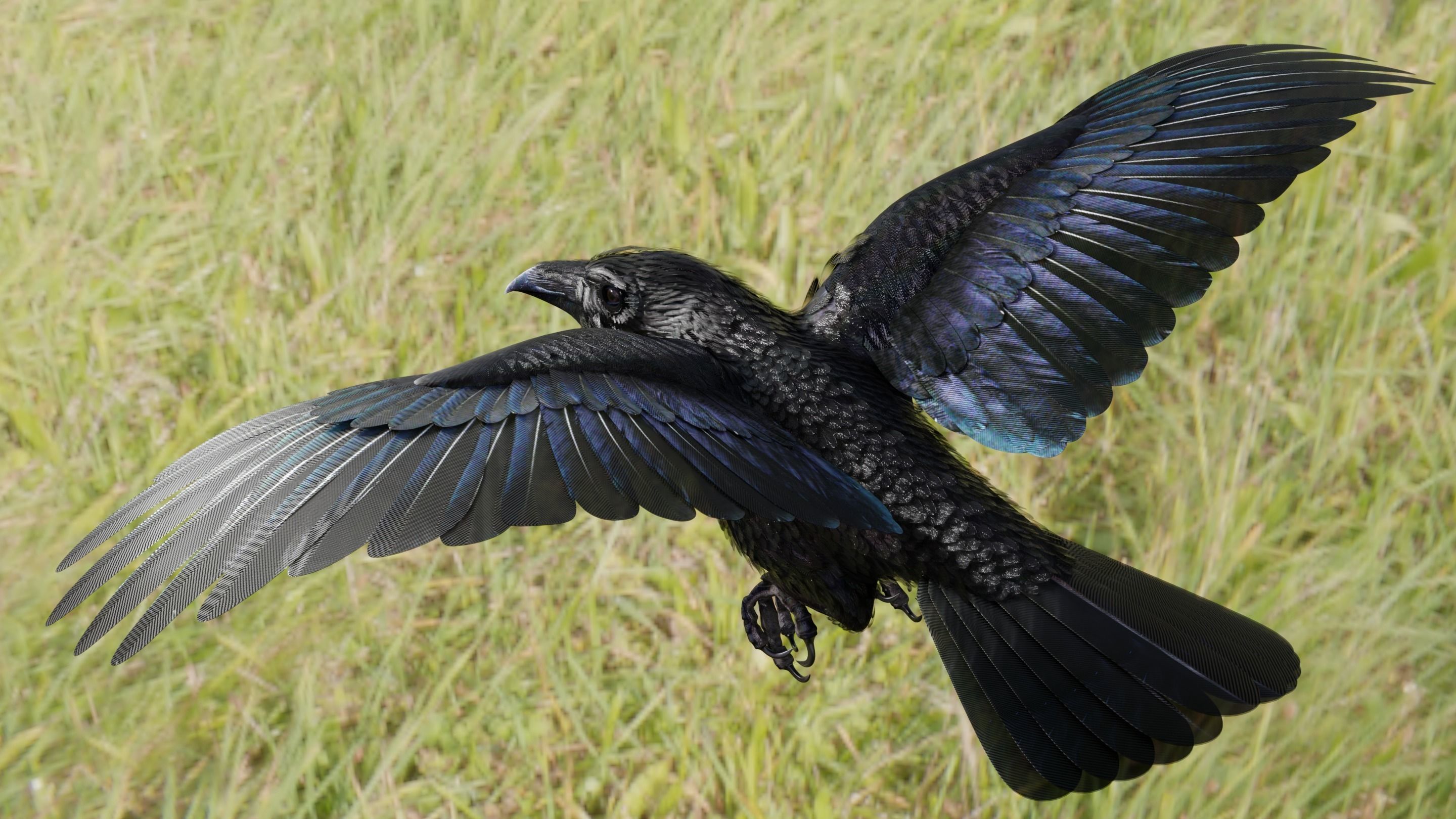 RAVEN - Blender 3D model_46