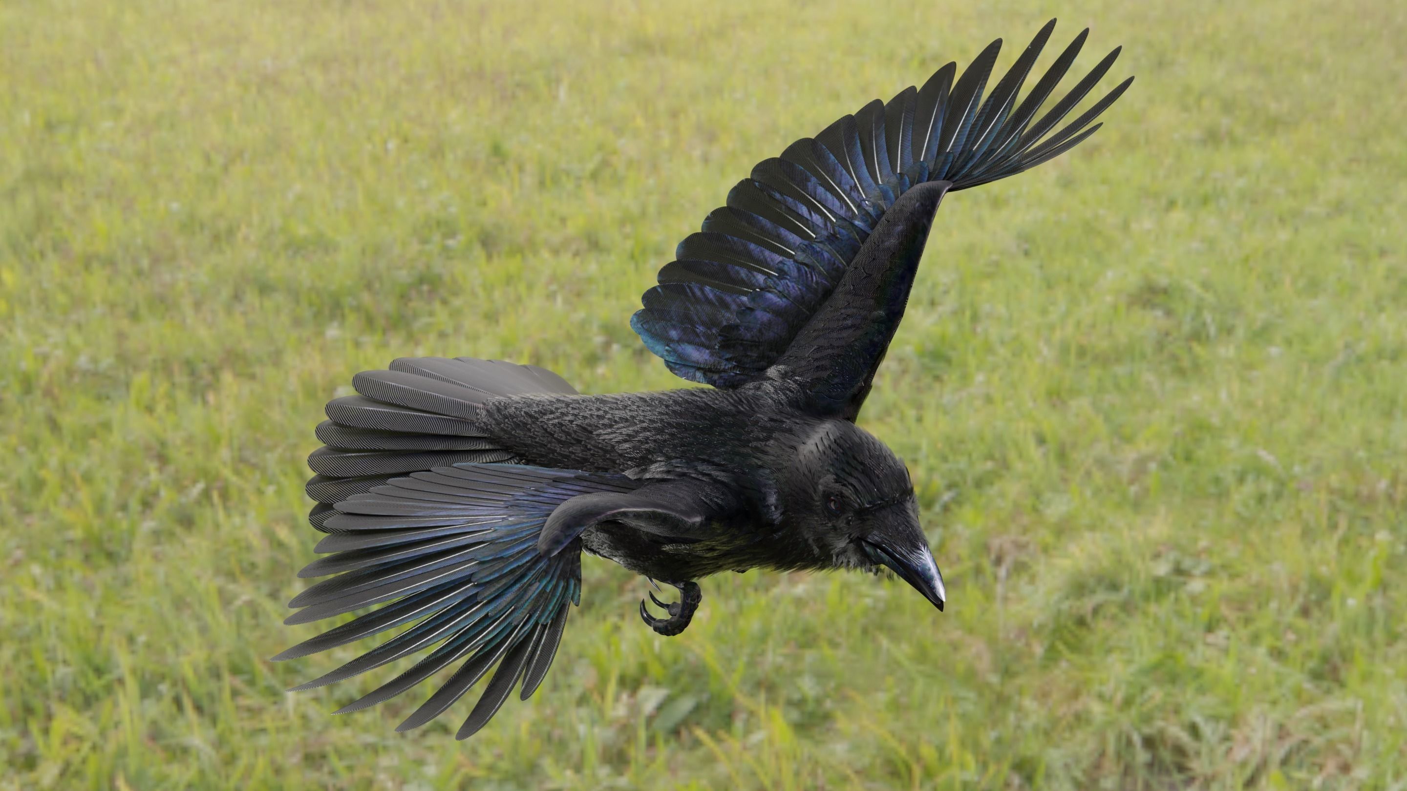 RAVEN - Blender 3D model_50