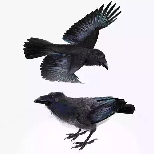 RAVEN - Blender 3D model