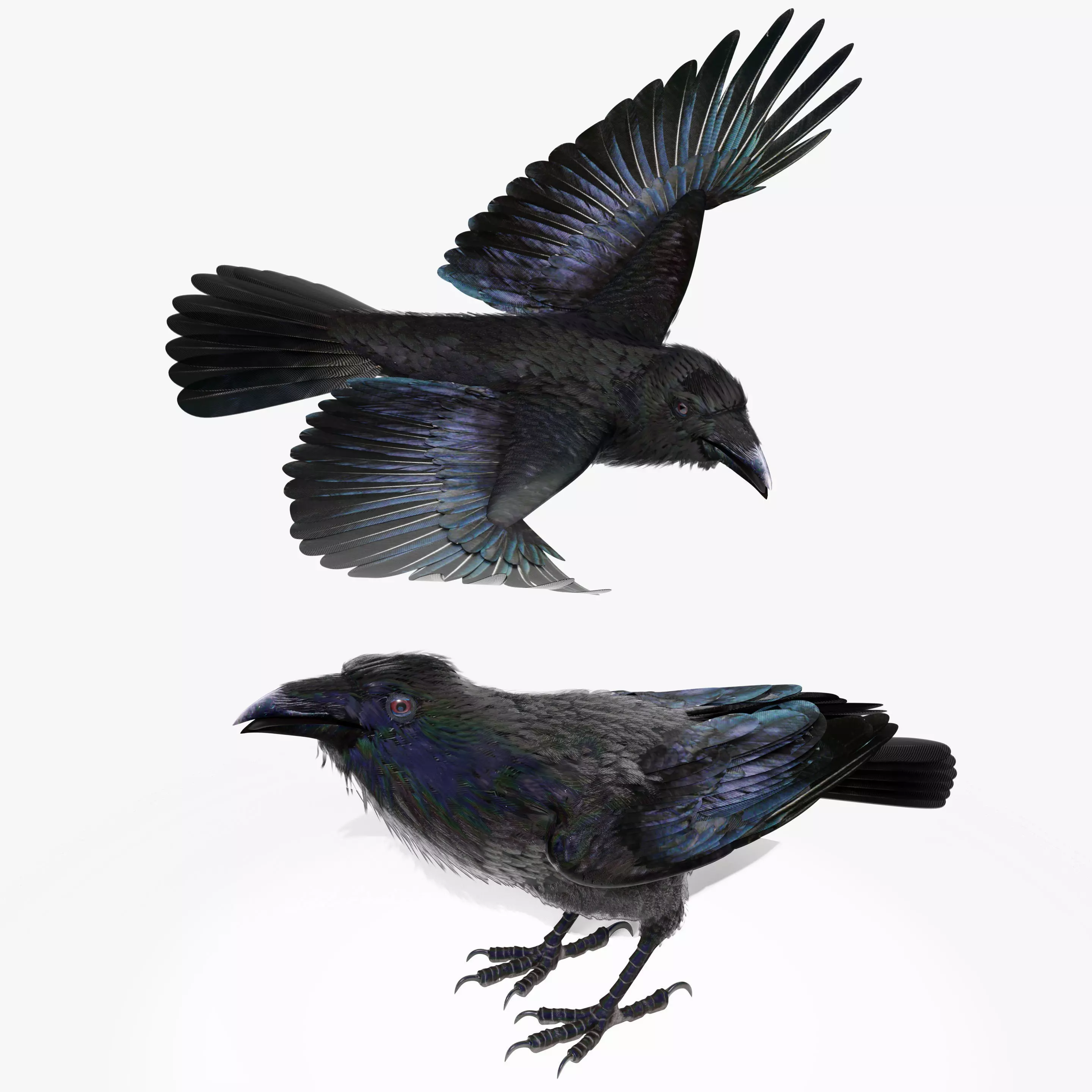 RAVEN - Blender 3D model_0