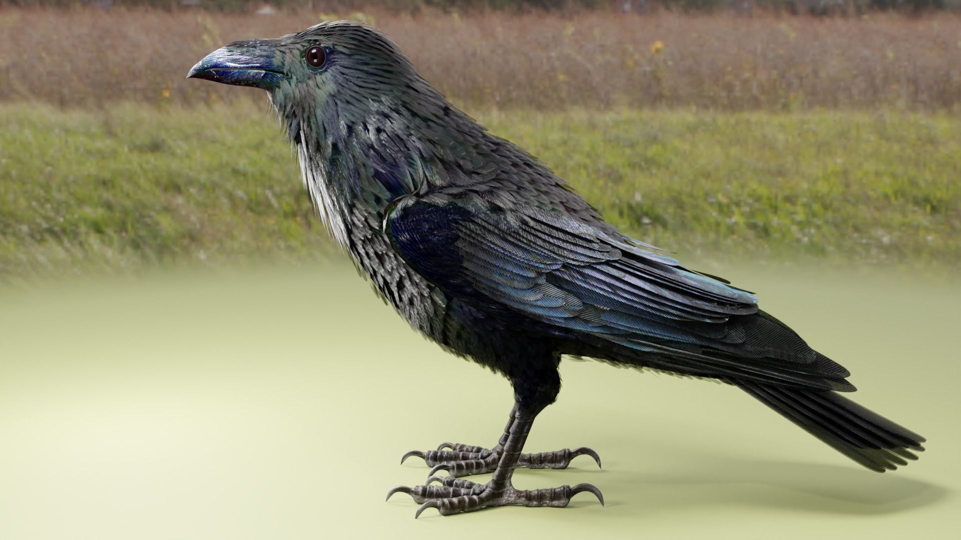 RAVEN - Blender 3D model_15