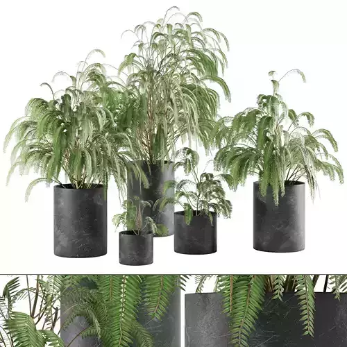 plant collection set 04