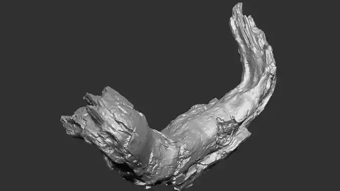 3d scan of tree trunk in highpoly